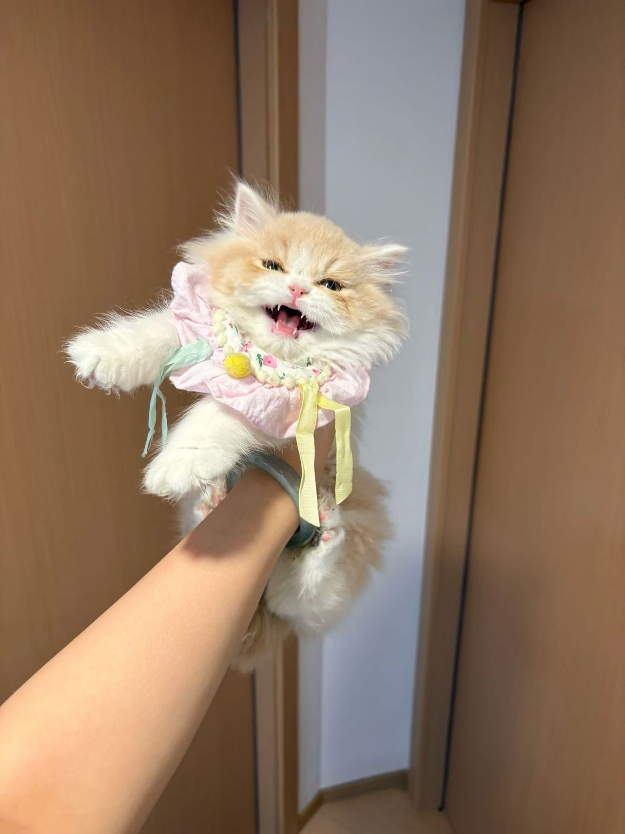 乳白长毛妹妹 照片 3