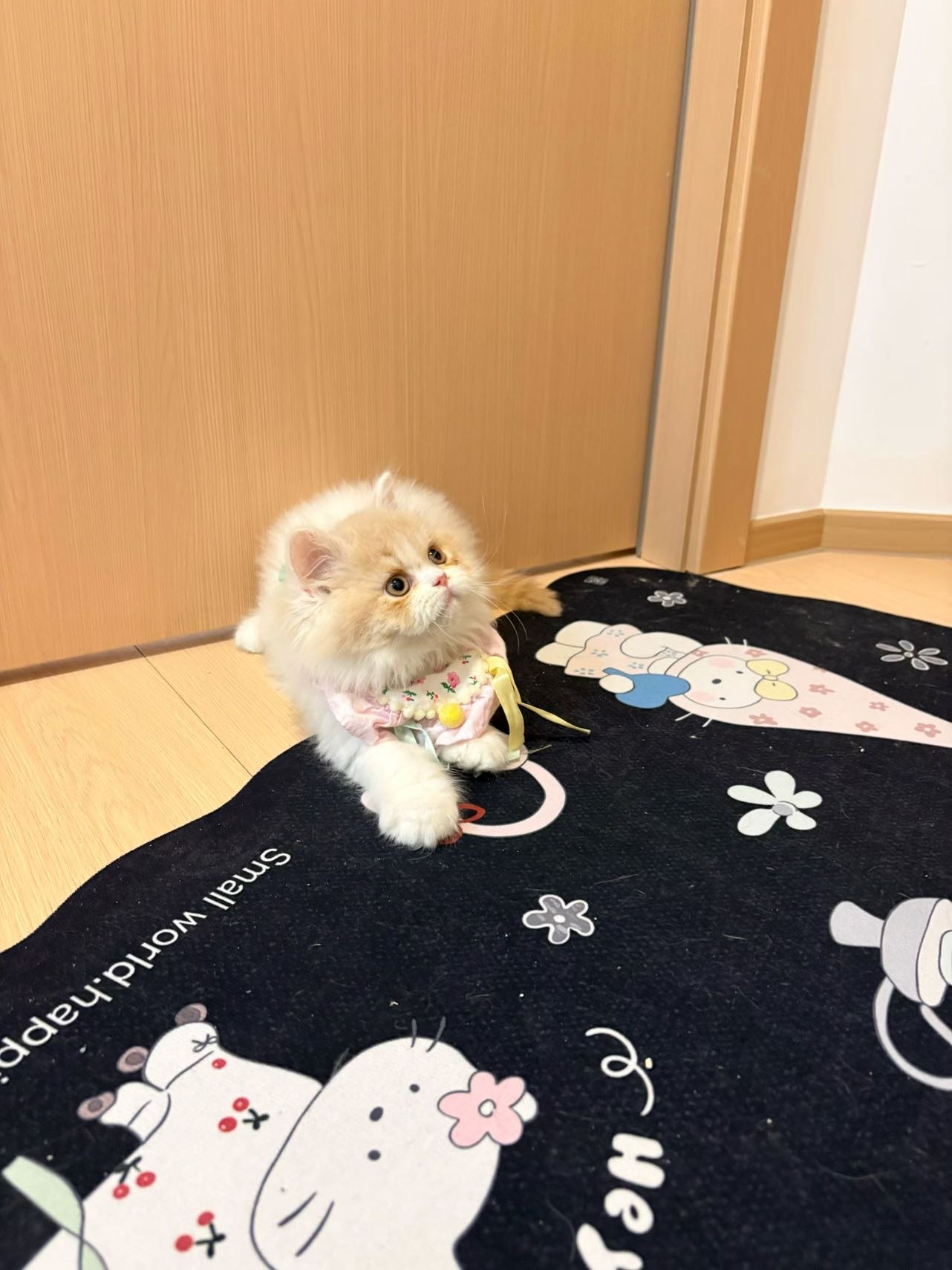 乳白长毛妹妹 照片 2