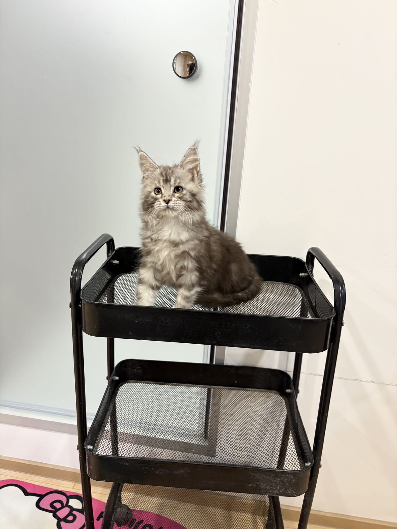 银虎斑缅因弟弟 照片 2