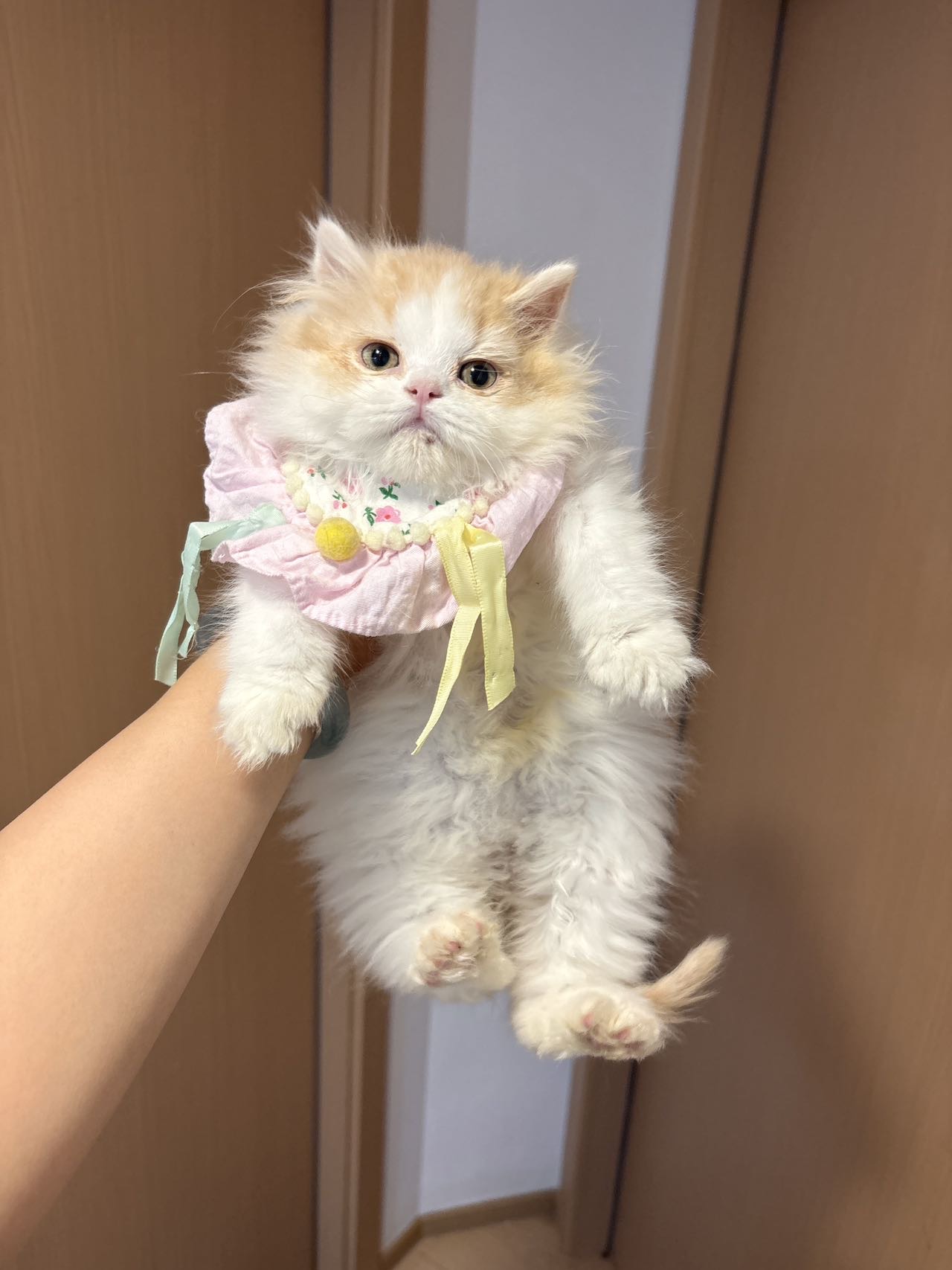 乳白长毛弟弟 照片 3