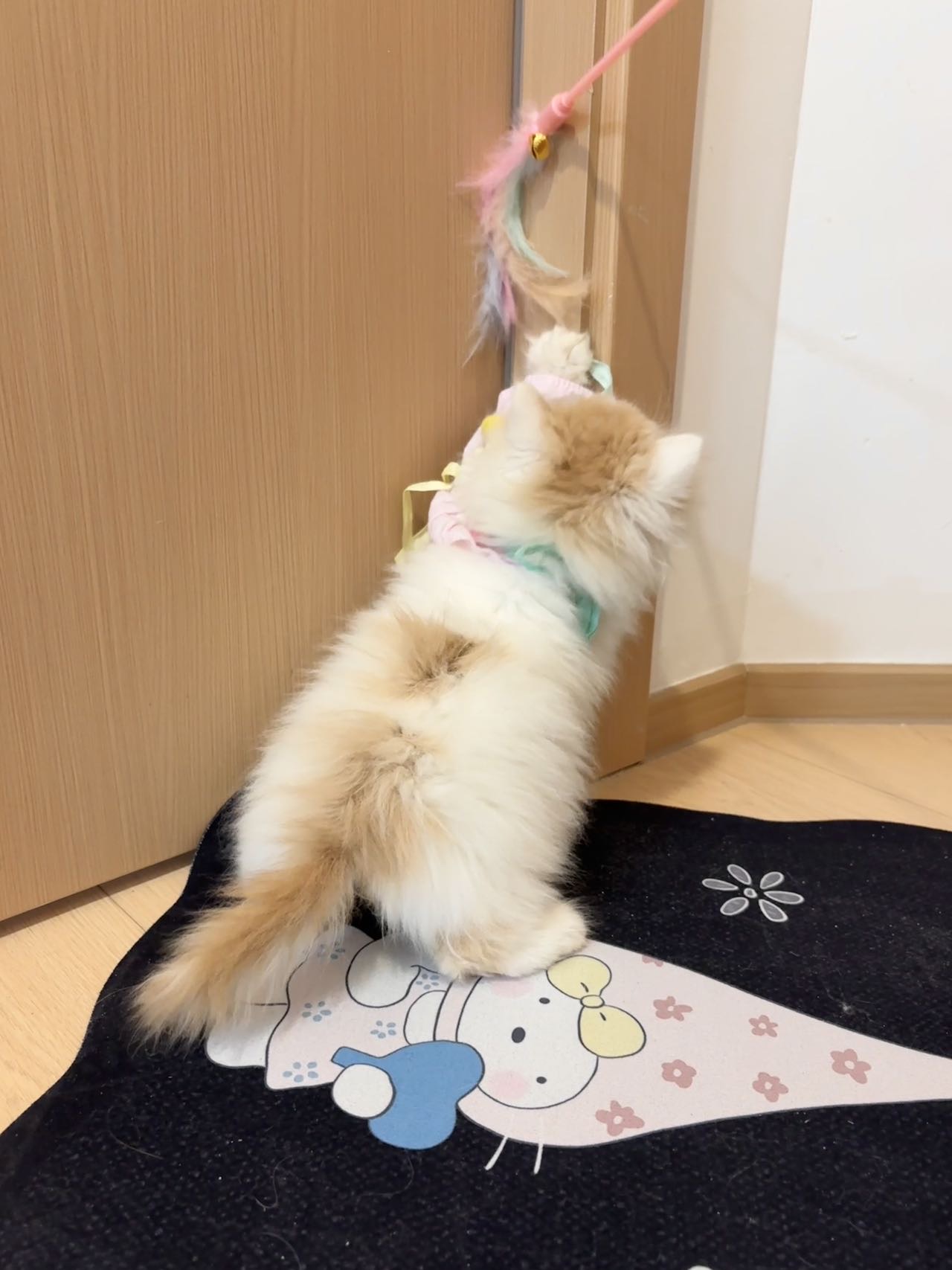 乳白长毛弟弟 照片 4