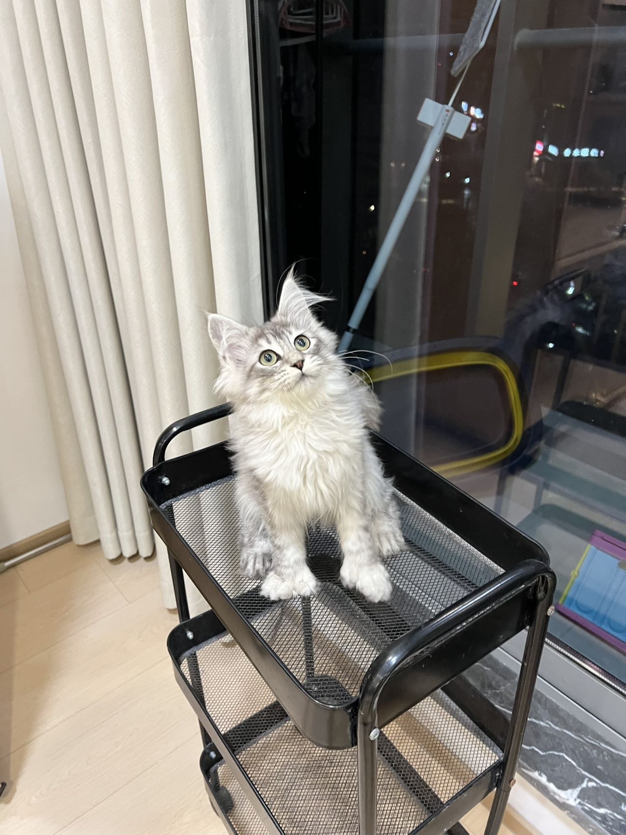 浅银虎缅因妹妹大脚