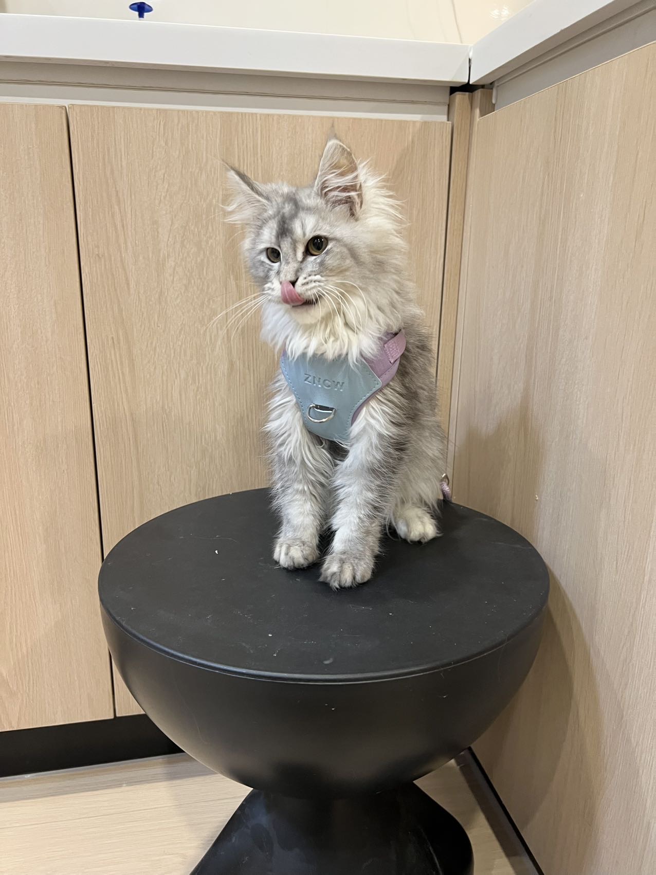 浅银虎缅因弟弟 照片 3