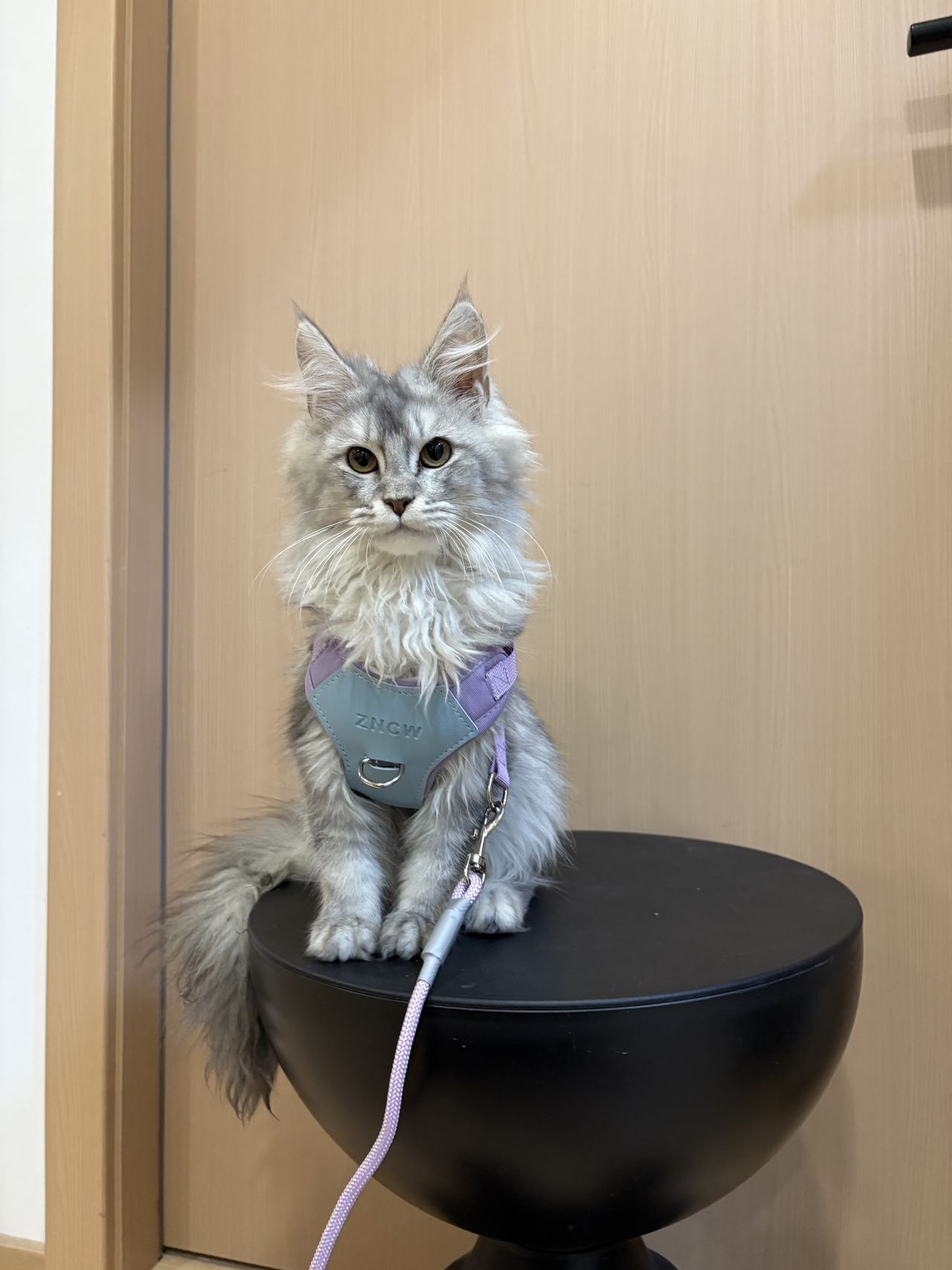 浅银虎缅因弟弟 照片 2