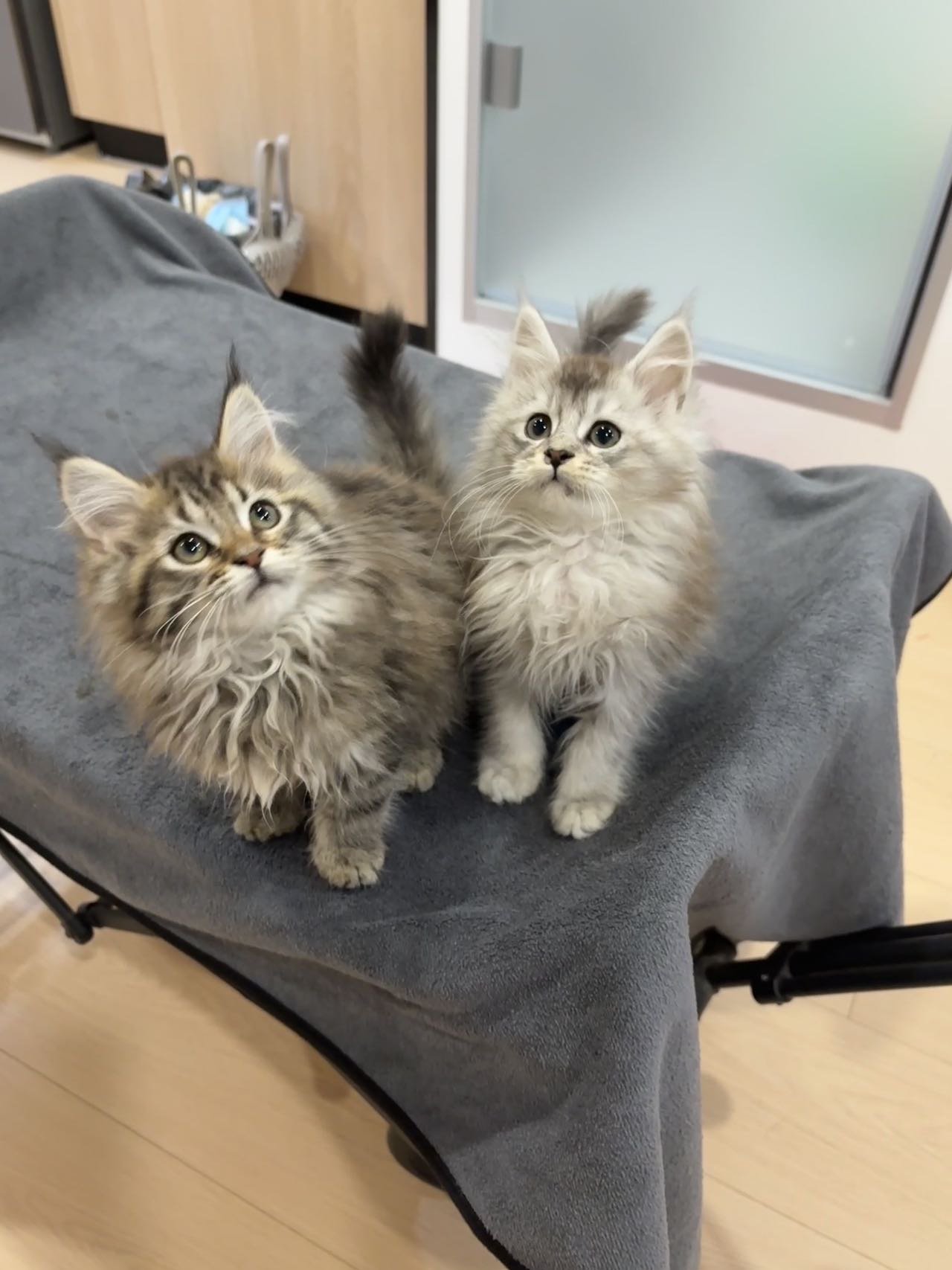 棕虎缅因妹妹 照片 4