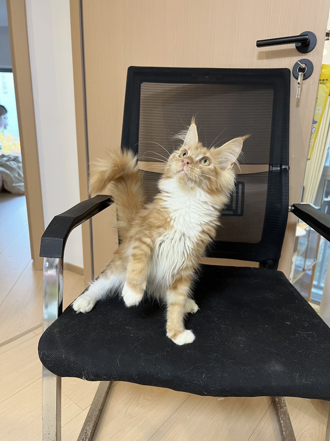 红虎加白缅因弟弟 照片 2