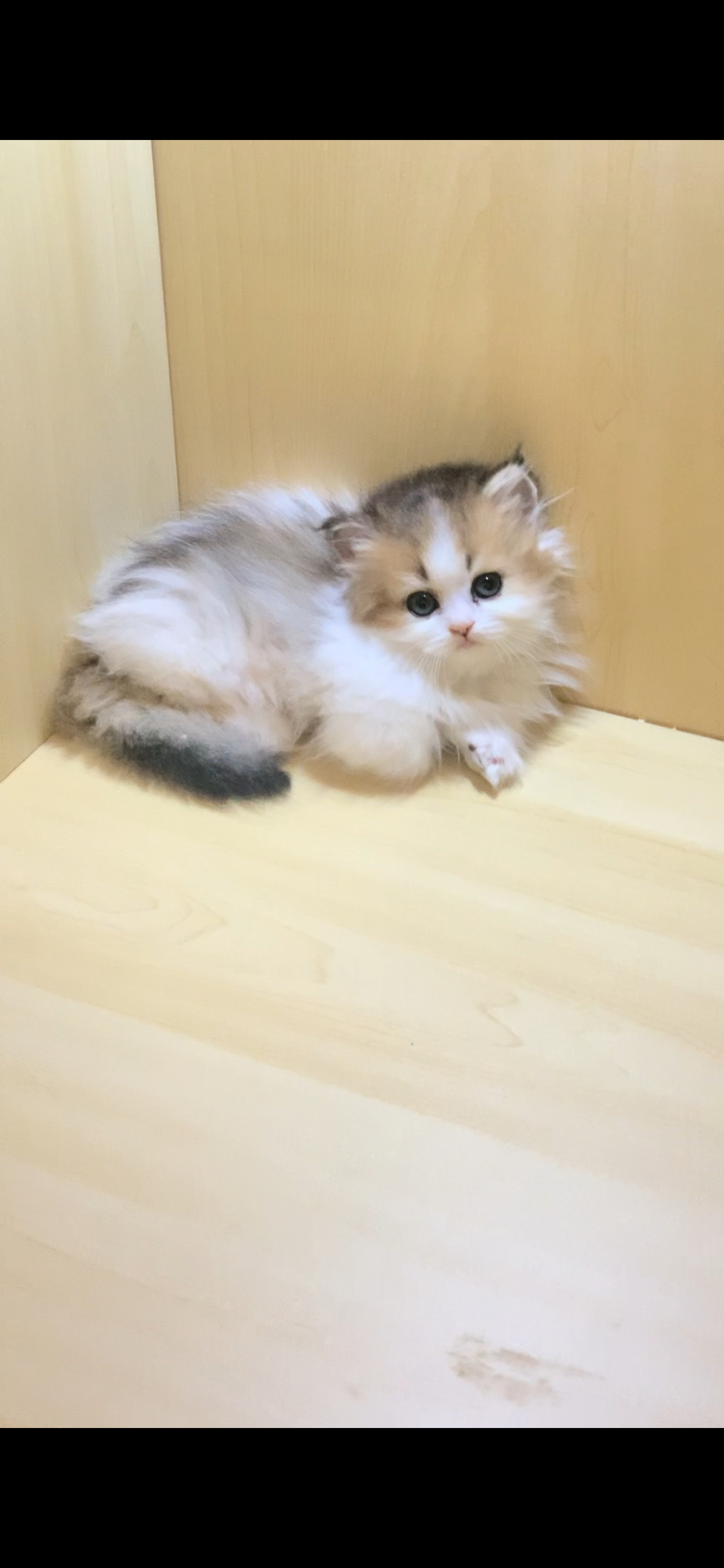 杨梅 照片 5