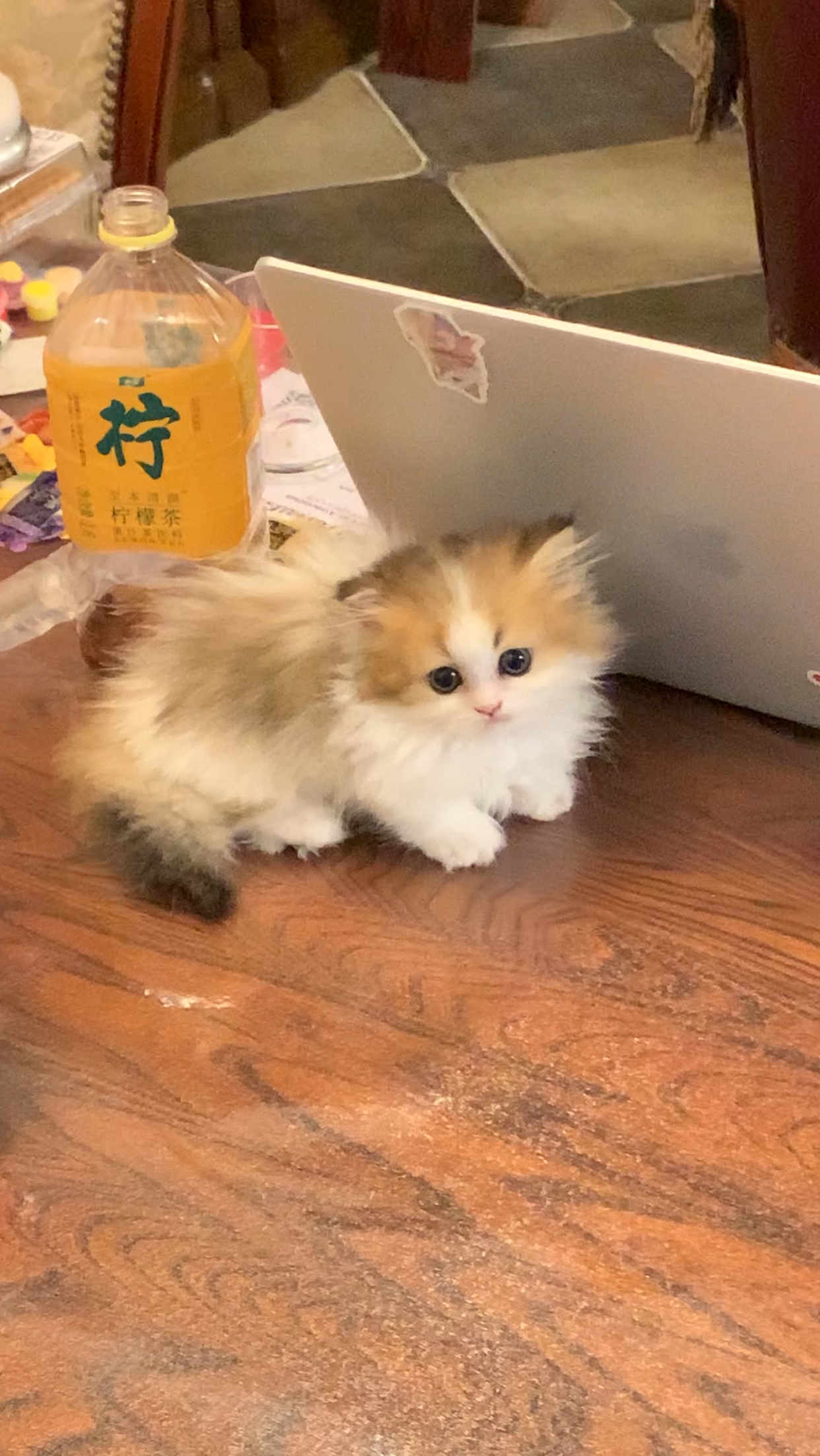 杨梅 照片 6