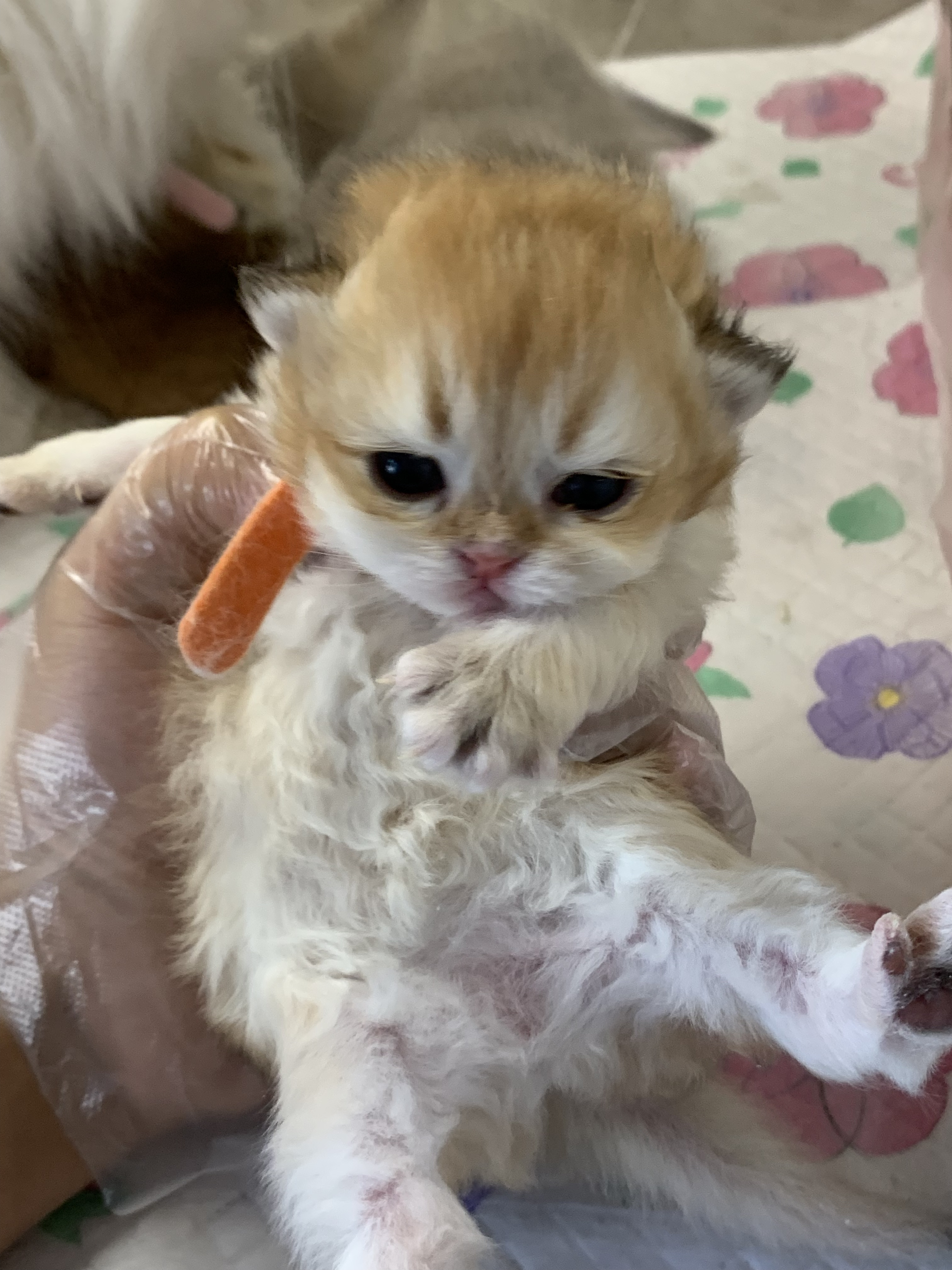 老大