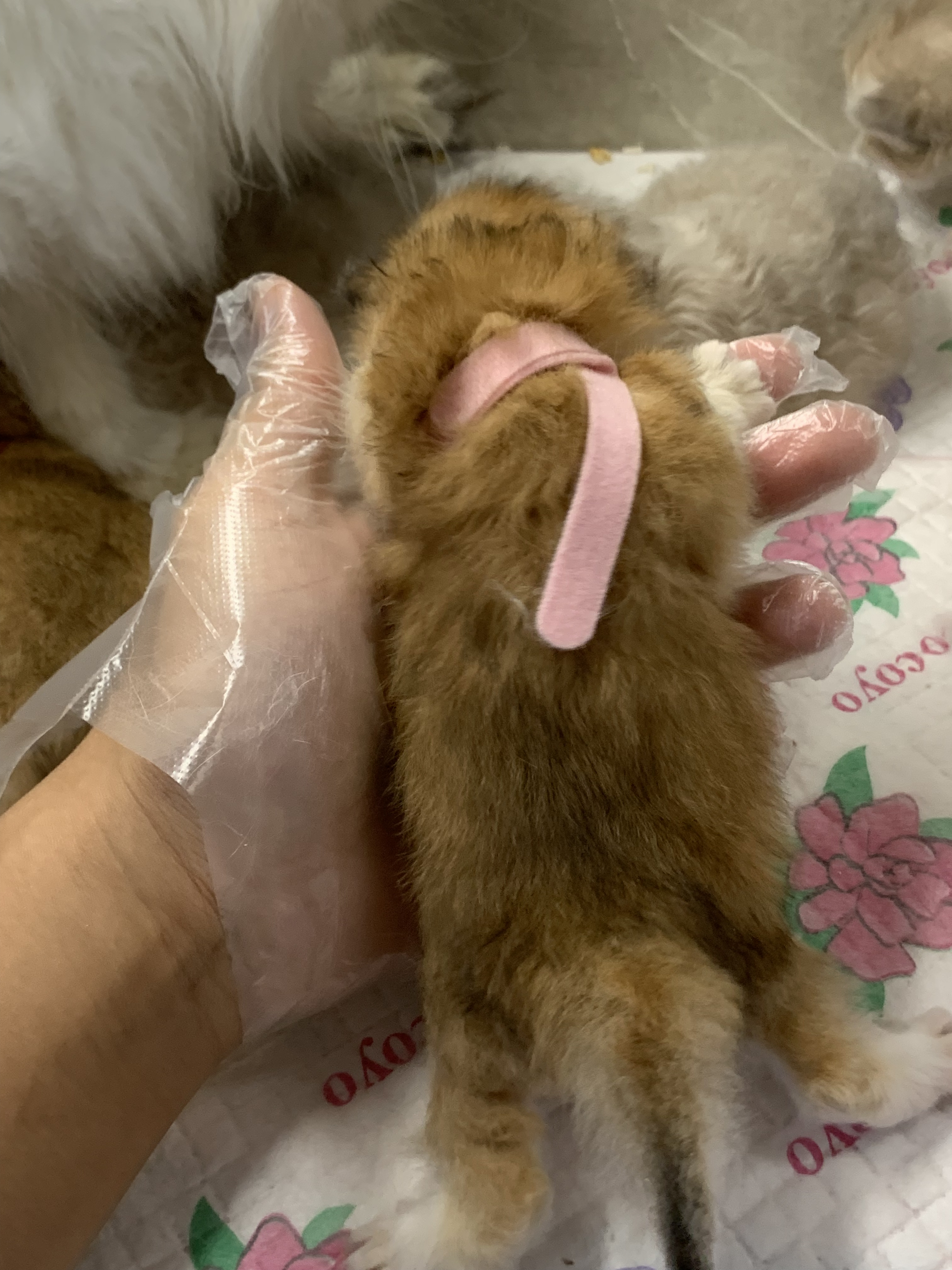 小老五 照片 1