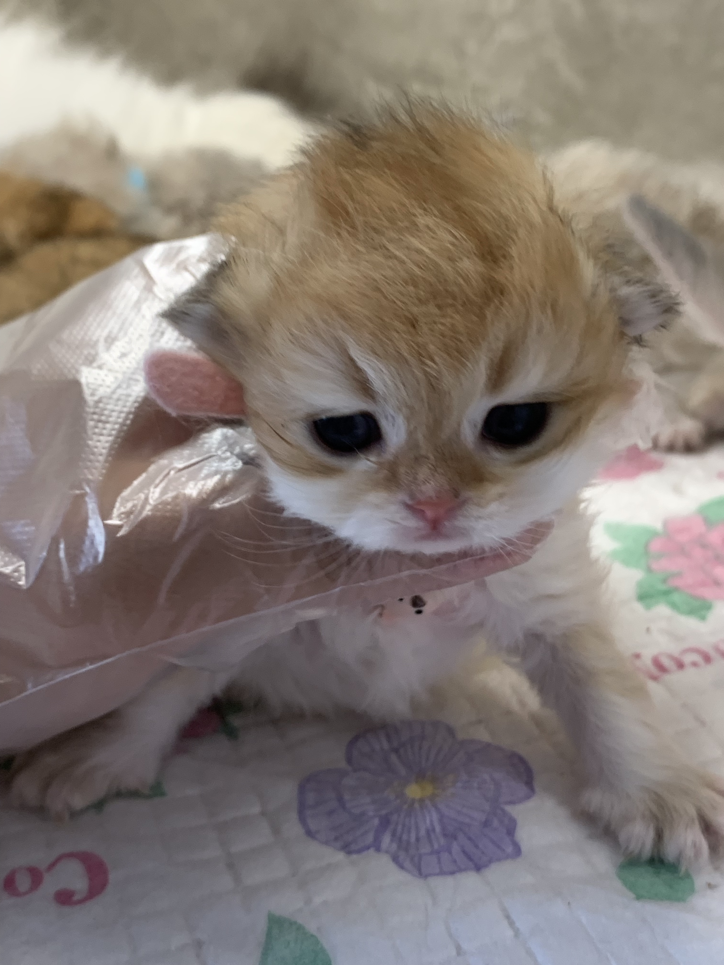 小老五 照片 2