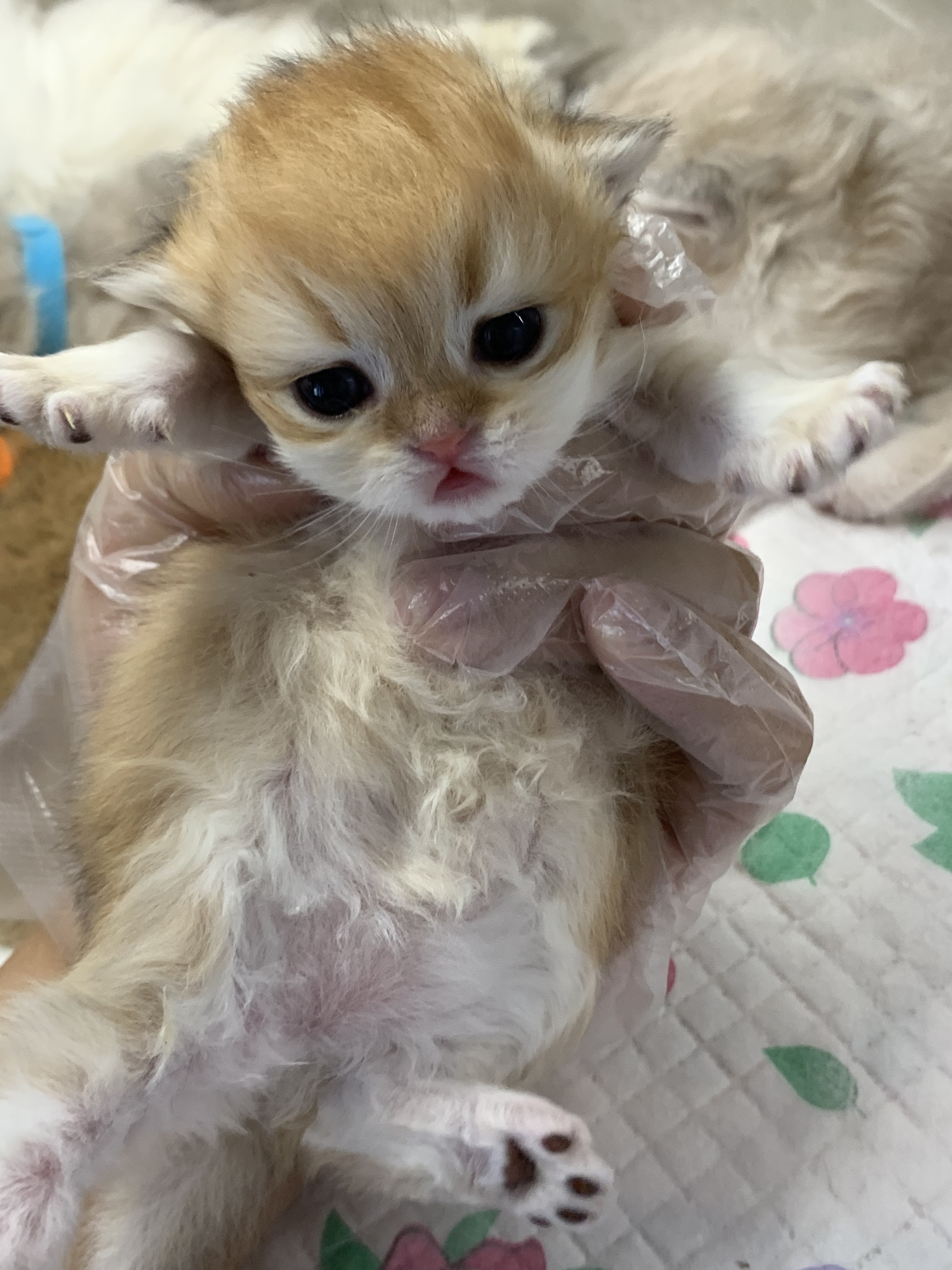 小老五 照片 3