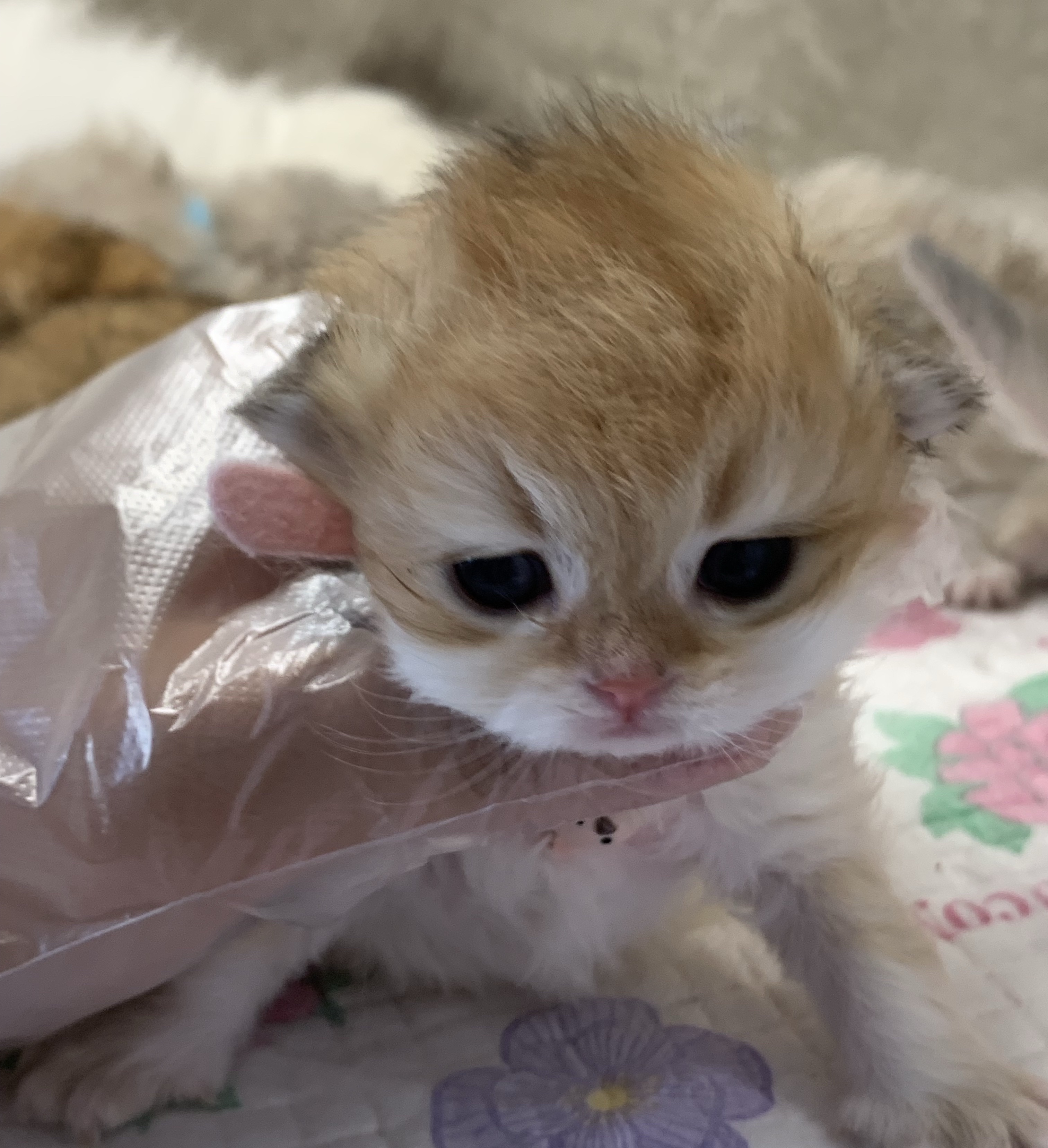 小老五