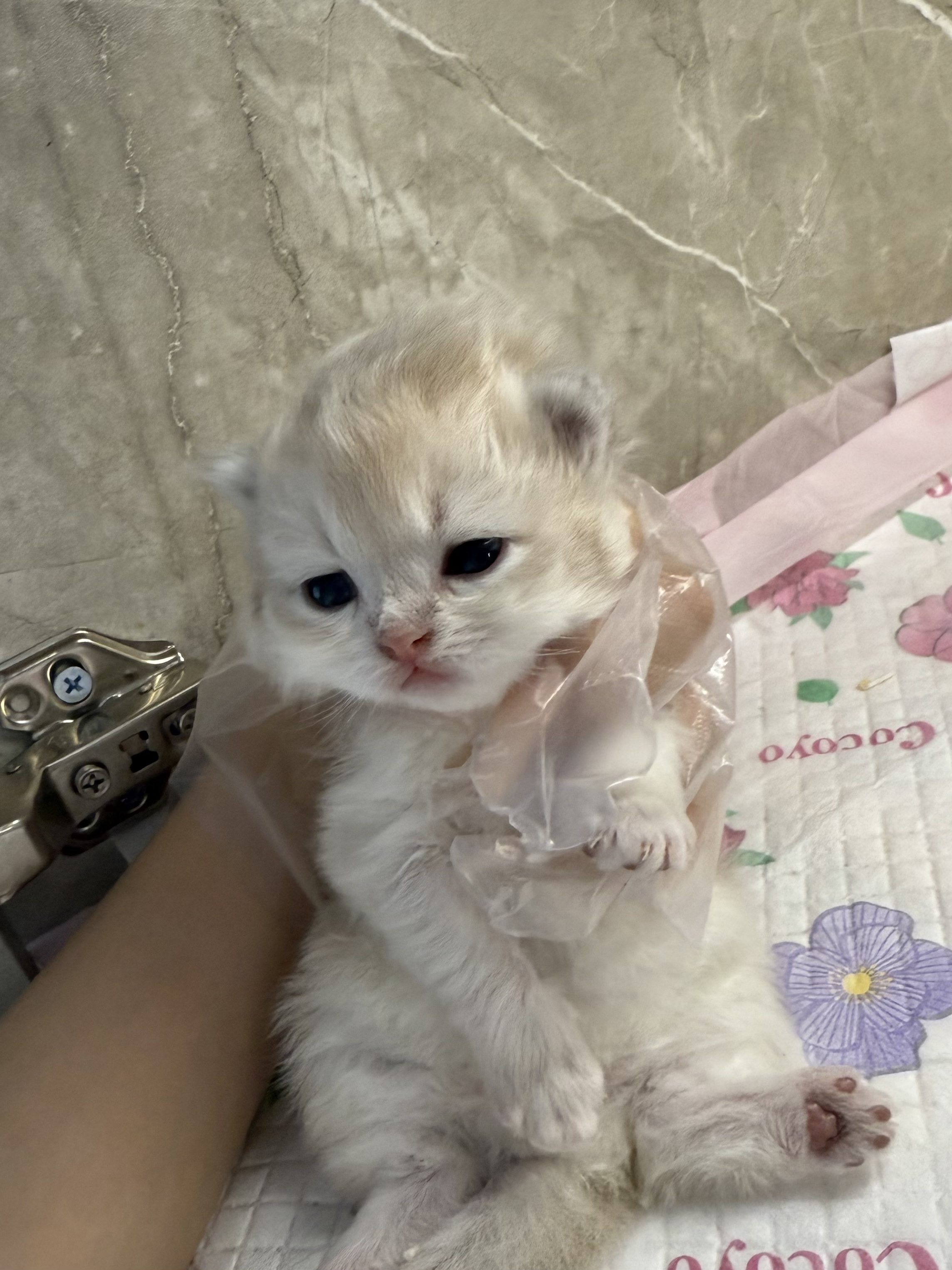 老二