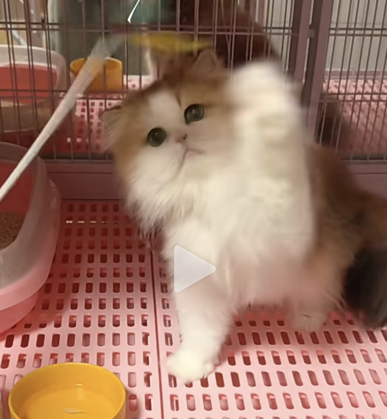 帕尼尼