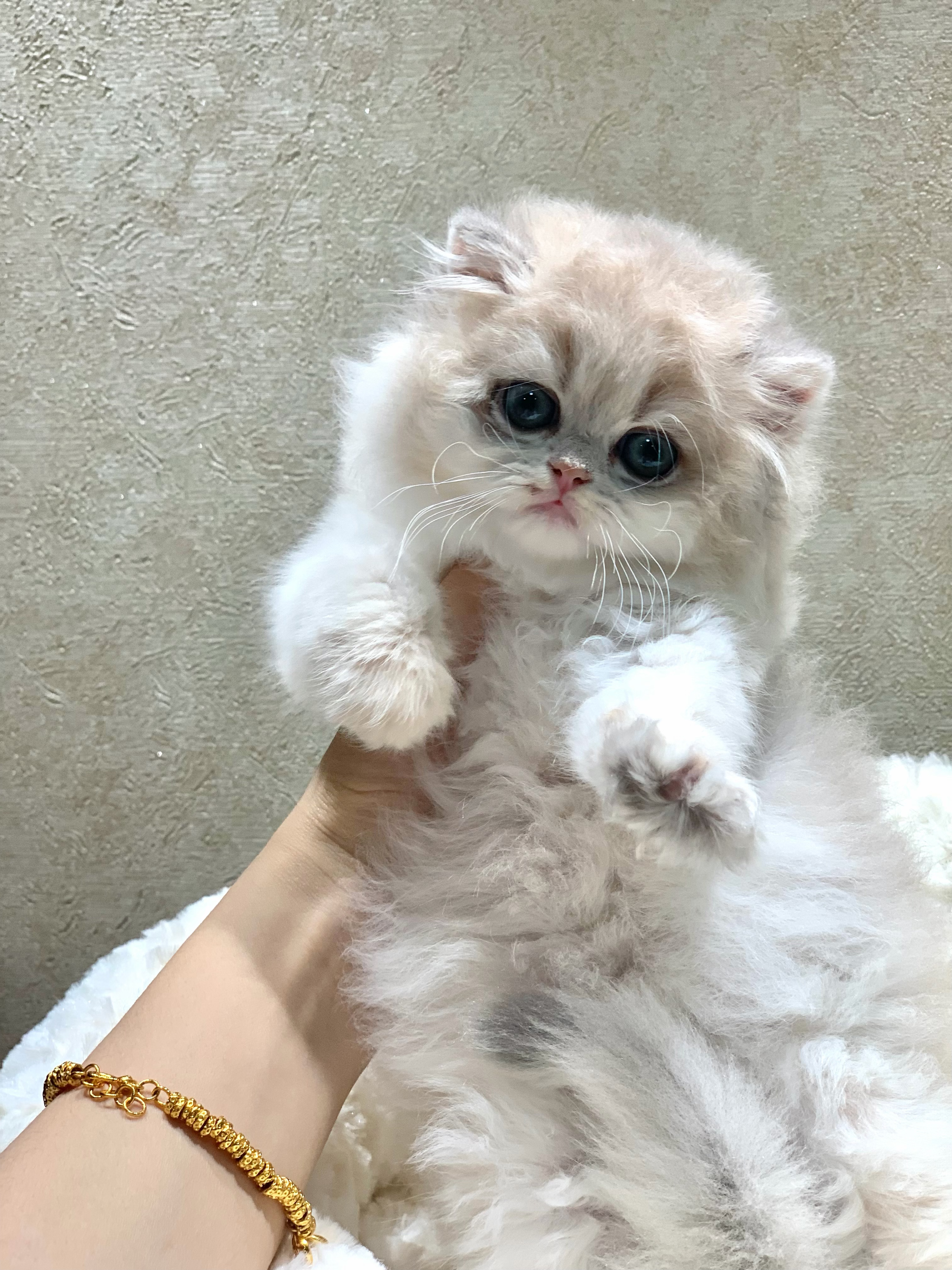 老四 照片 5