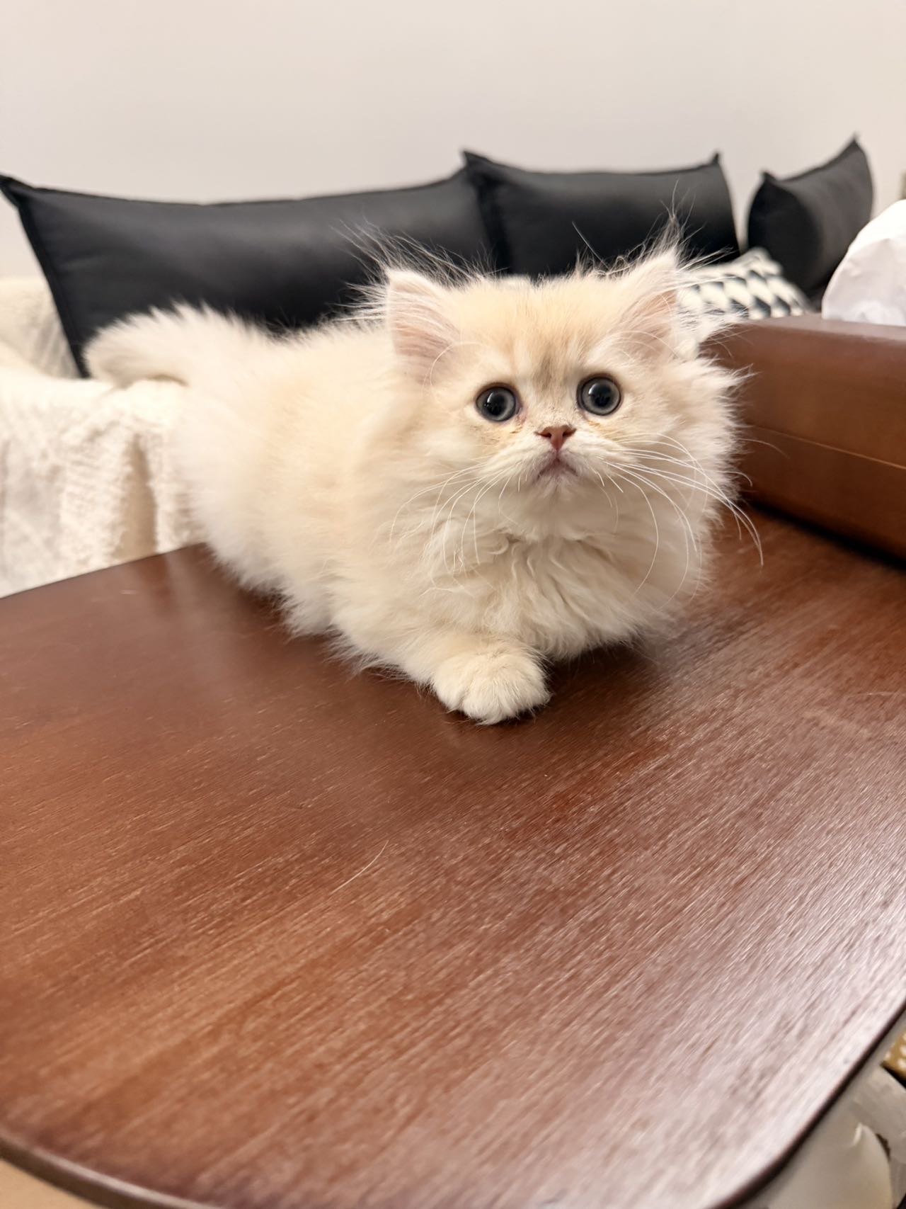 奶黄 照片 5
