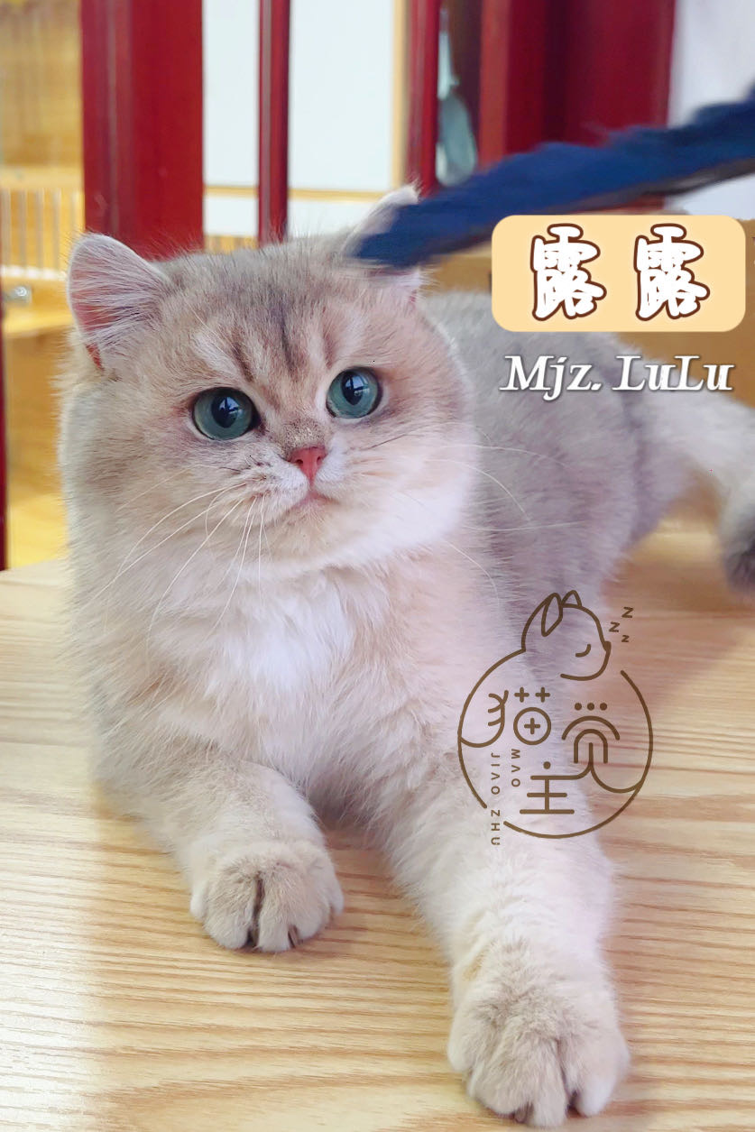 MJZ.LuLu露露