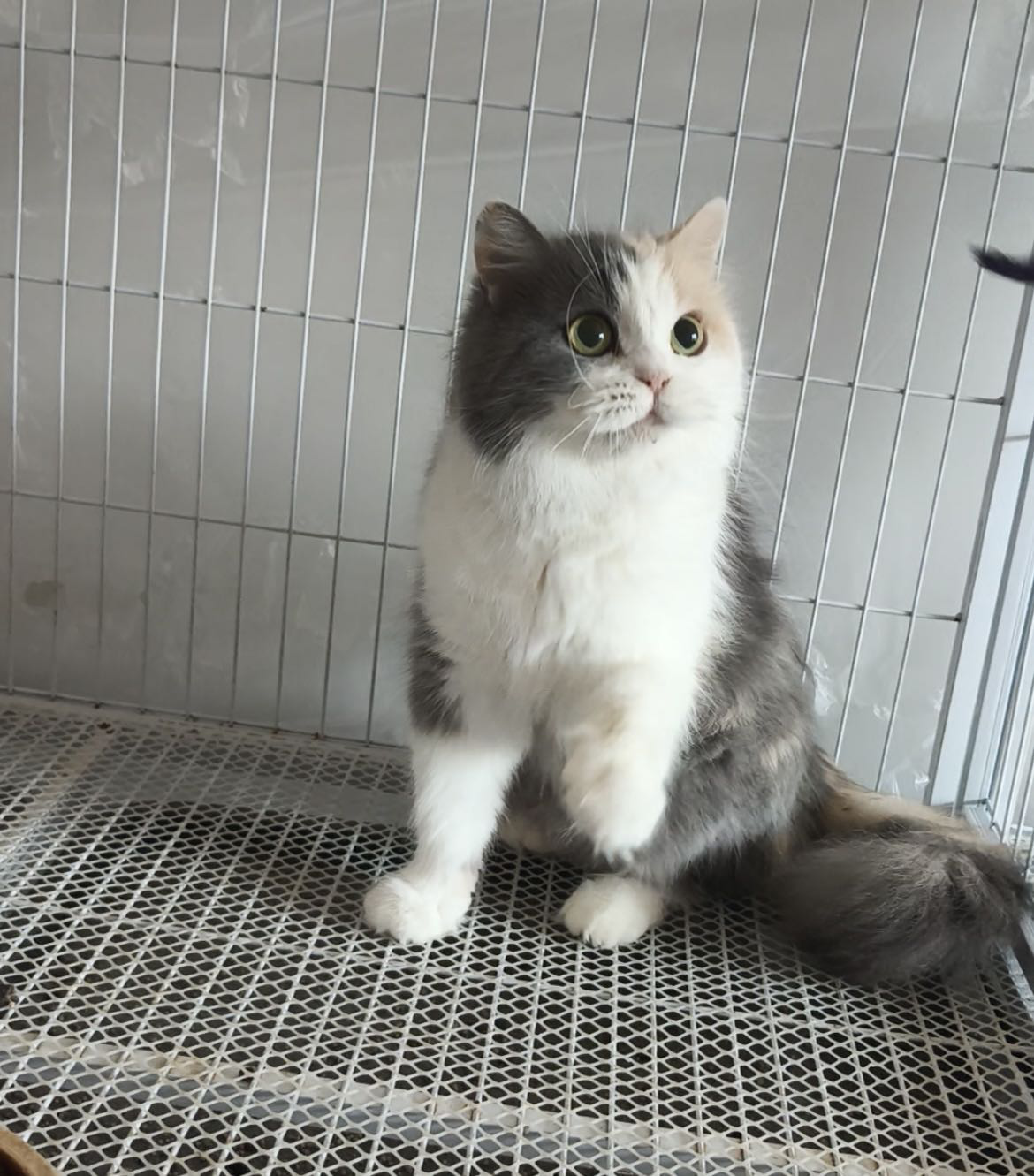 小美