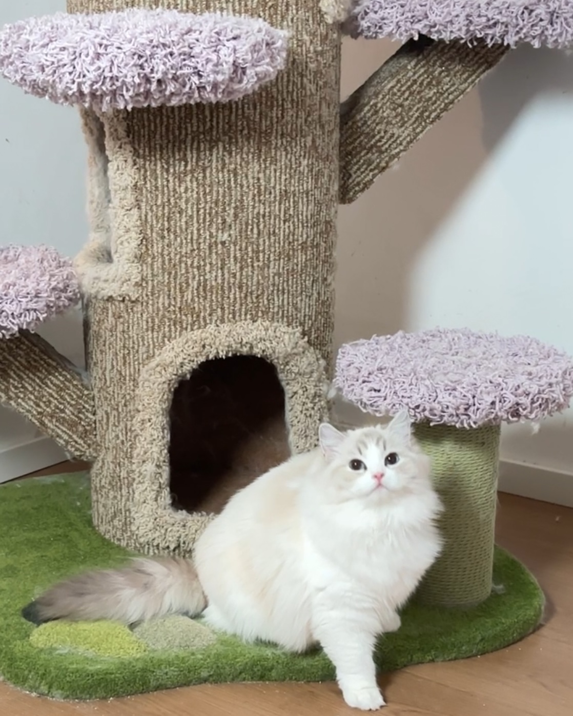 灵芝