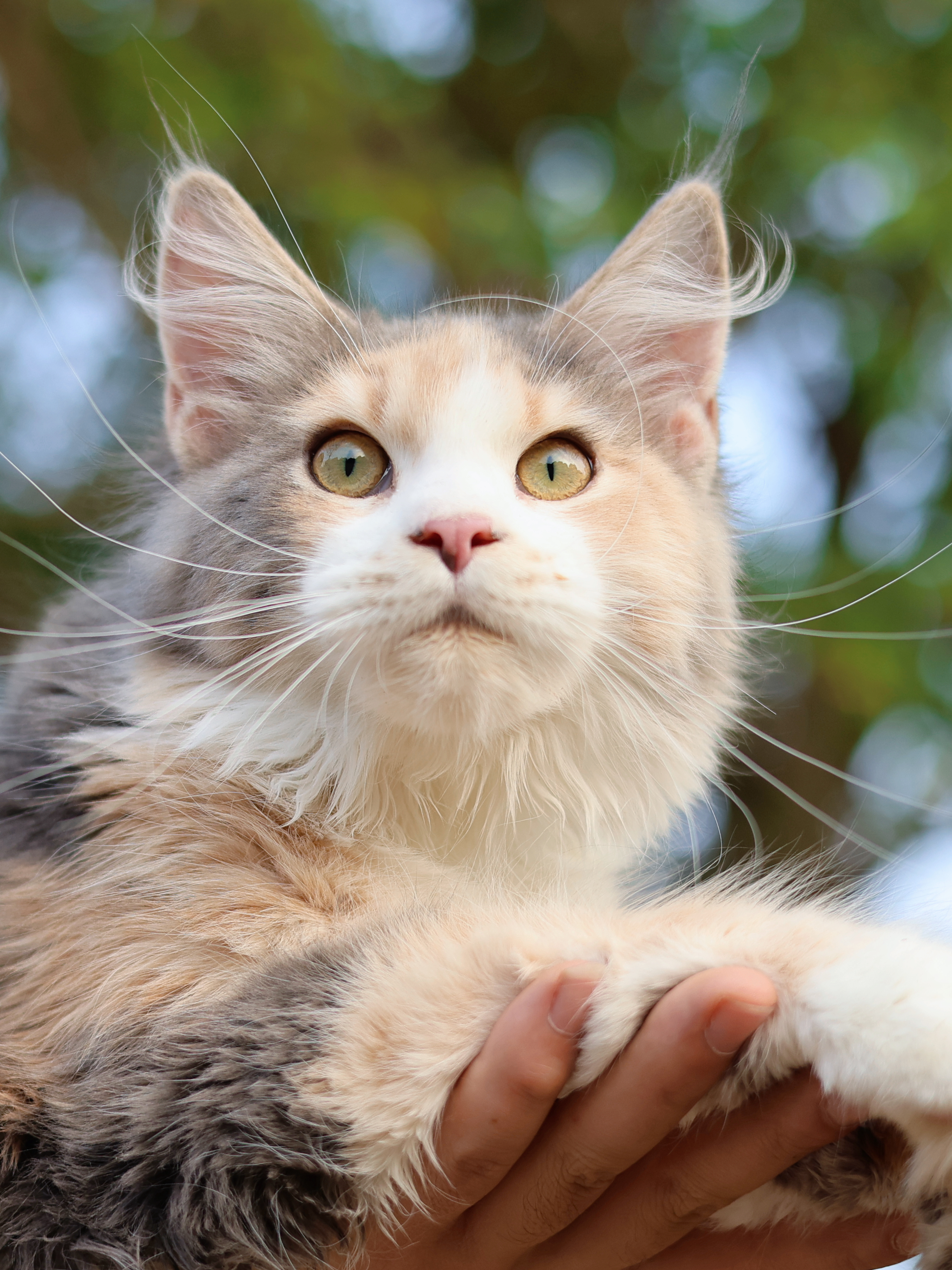 丝贝蓝乳三花妹妹 照片 2