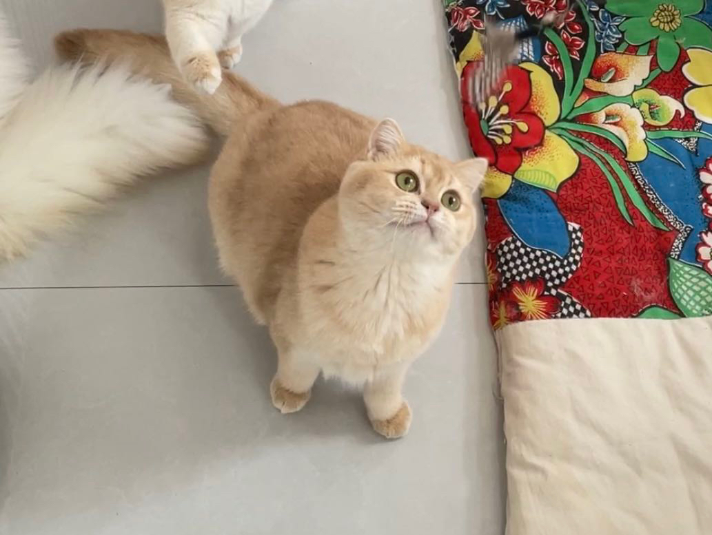 呦呦