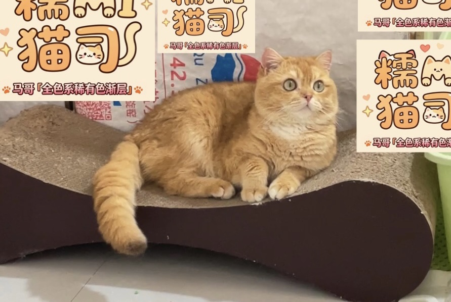 摩卡