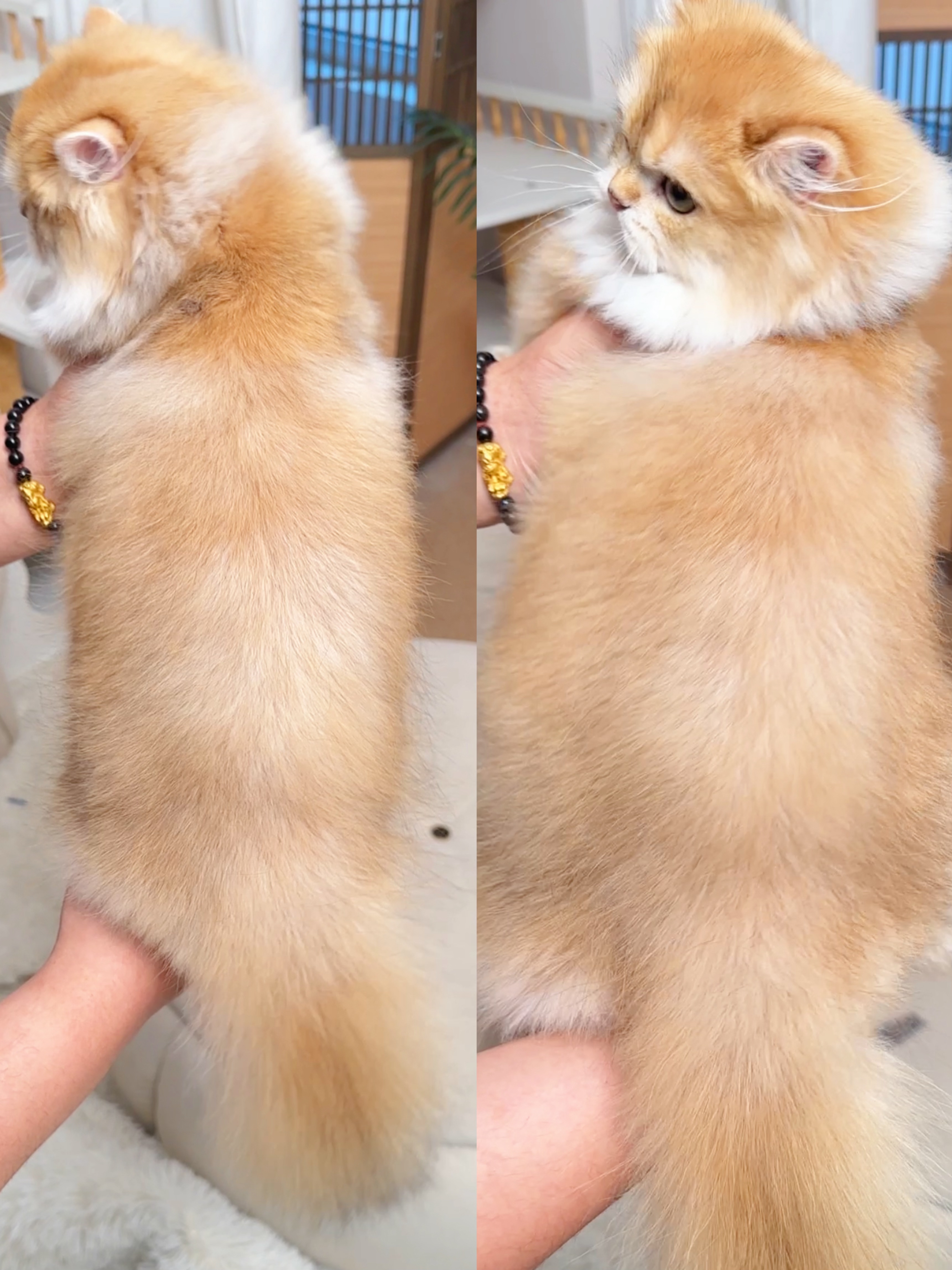 飞飞-12长毛弟弟 照片 2