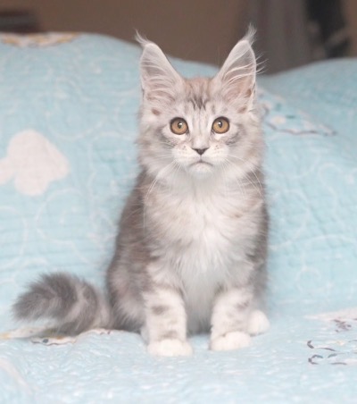 糯米糍