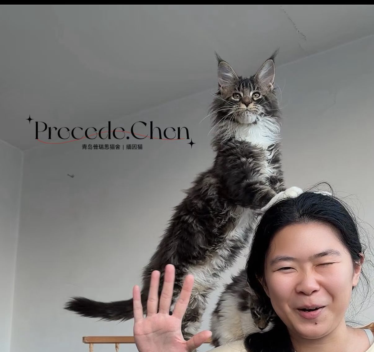 棕虎斑加白弟弟