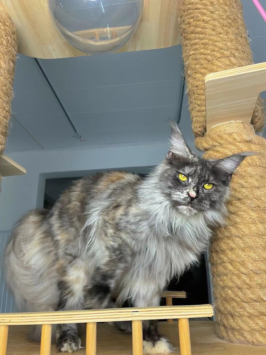 tina