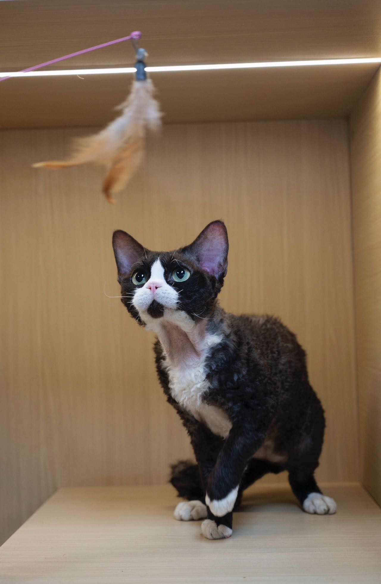 大壮