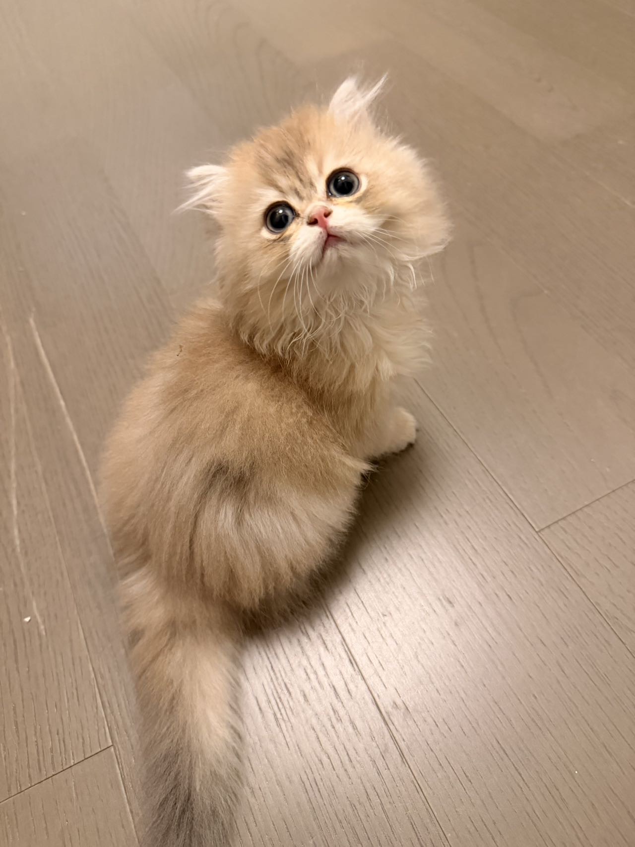 软软 照片 5