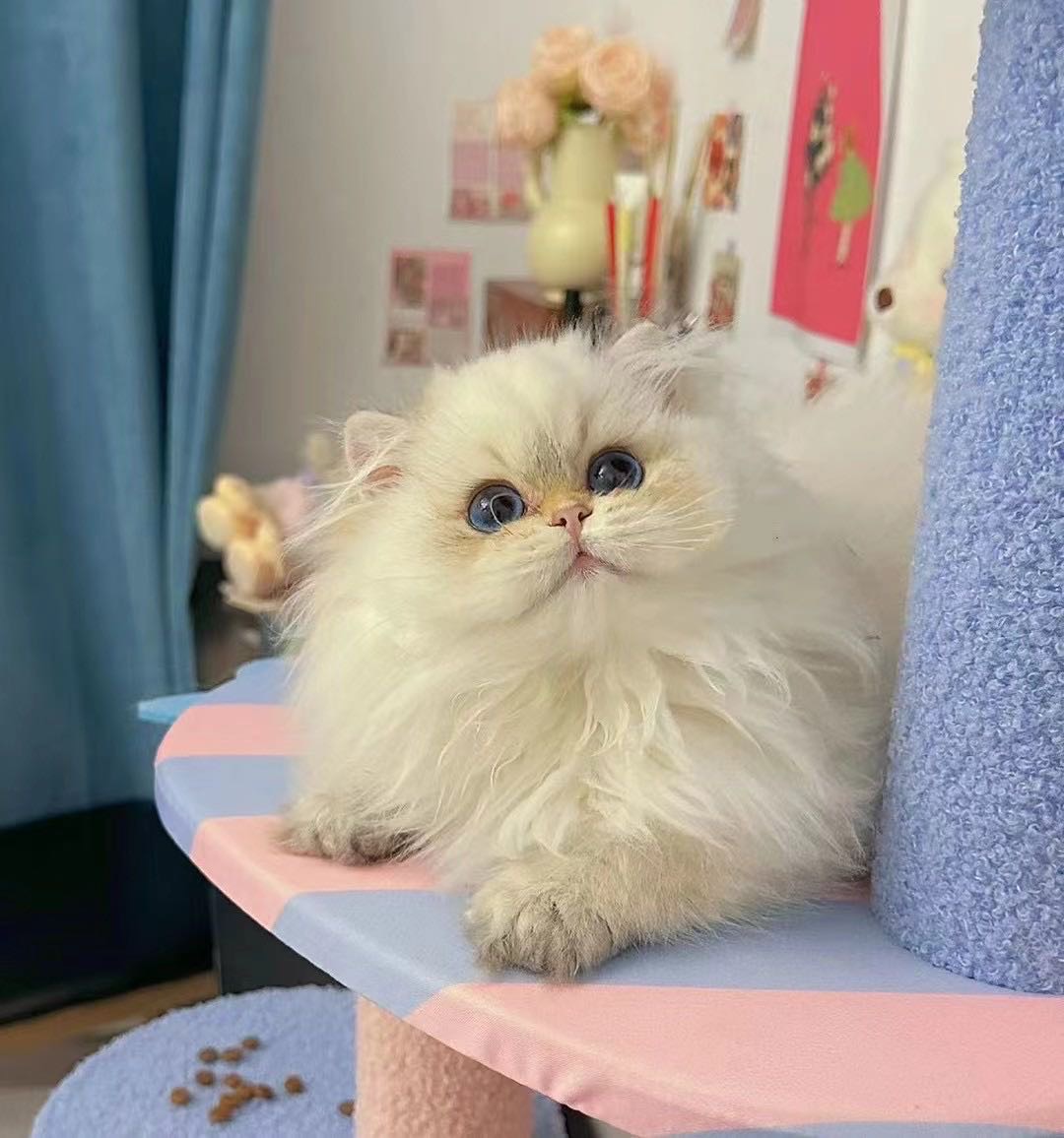 啵啵