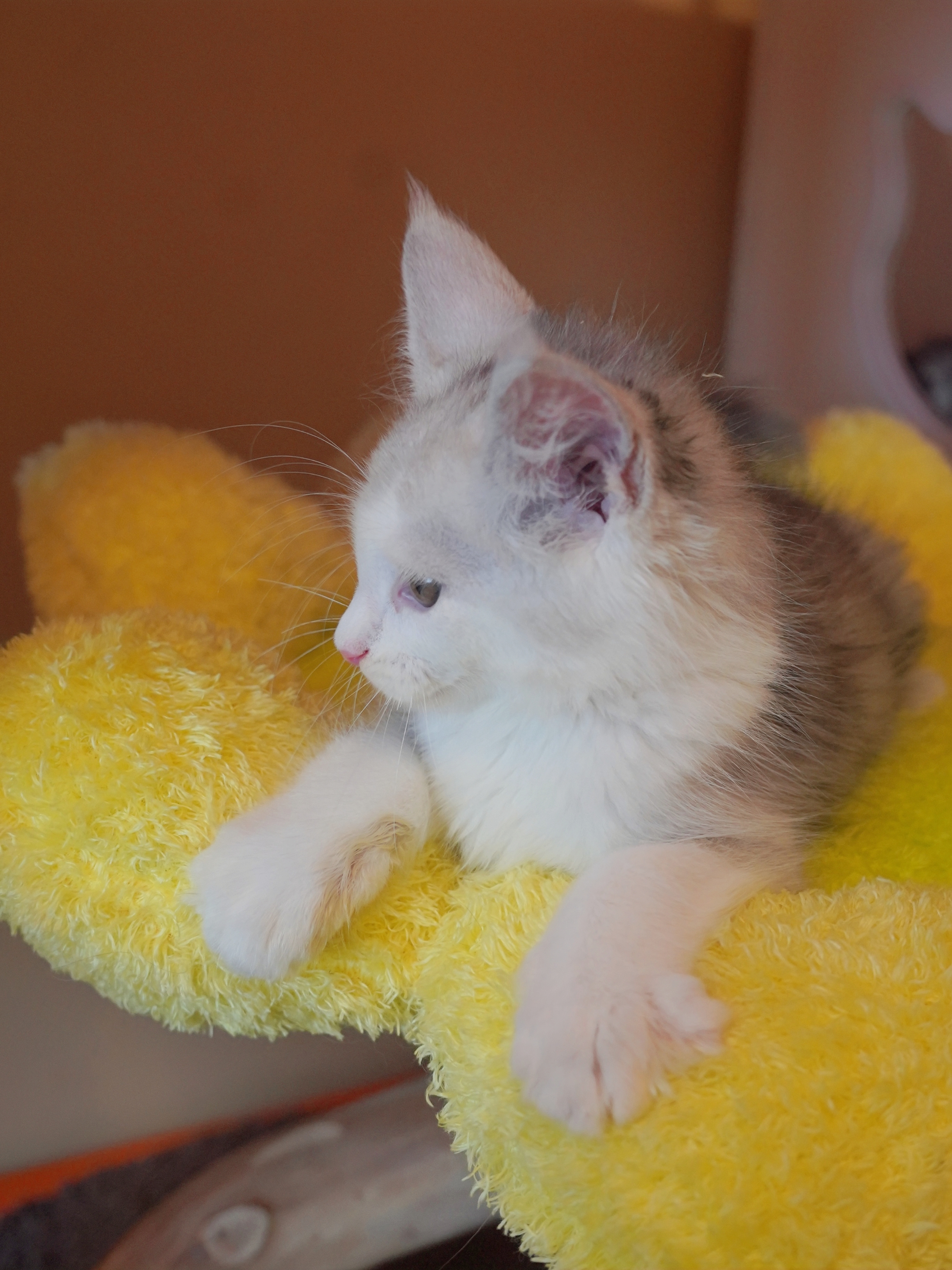 JQCOONS 依古比古 照片 7