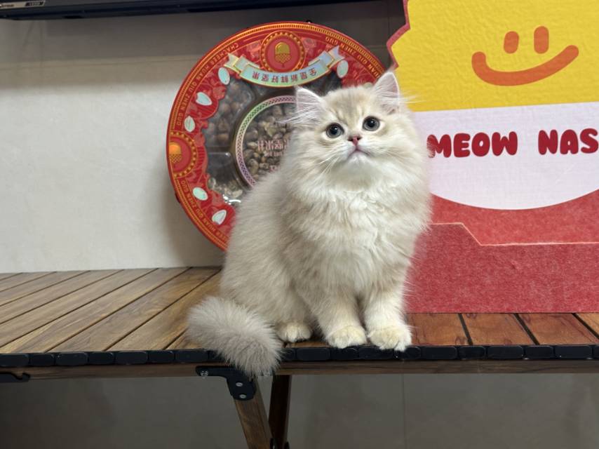 暂未赐名