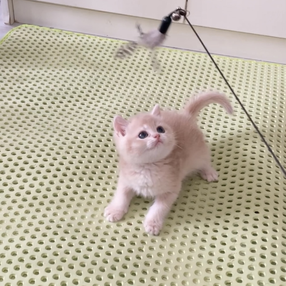 多米