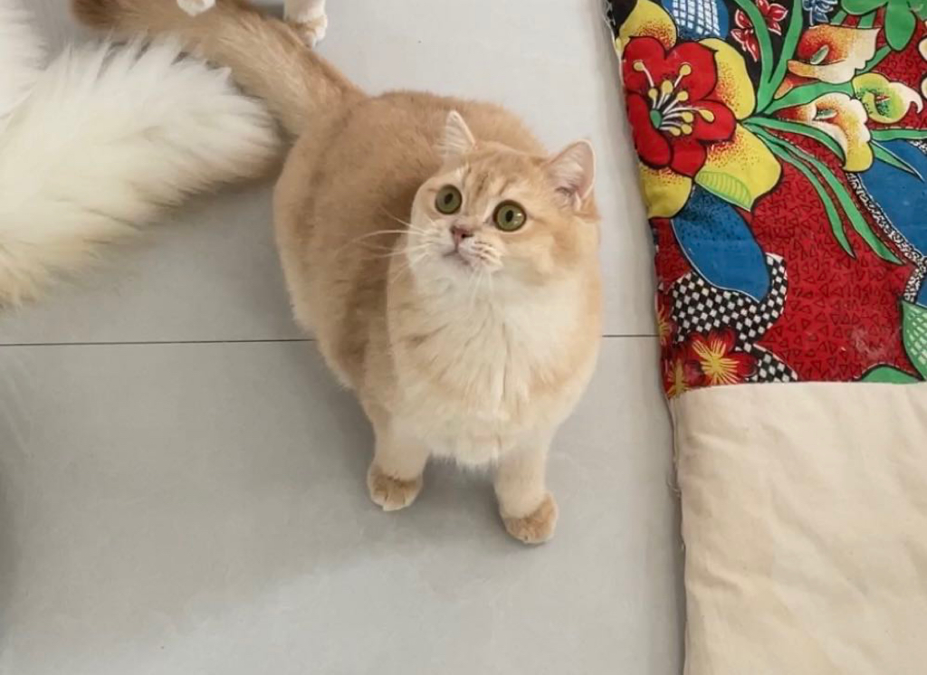 呦呦