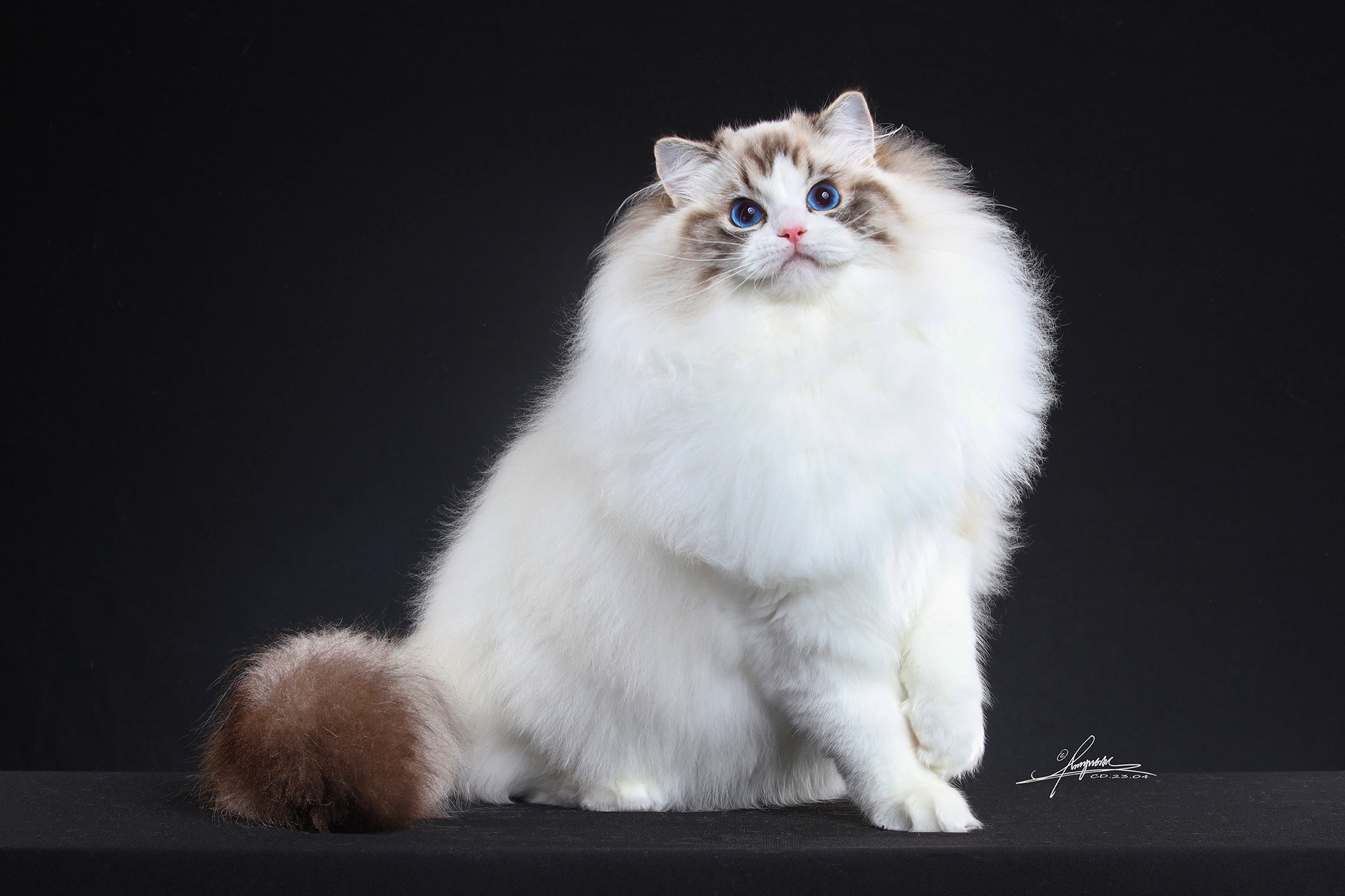 关于 MissMeow，成都布偶猫舍。