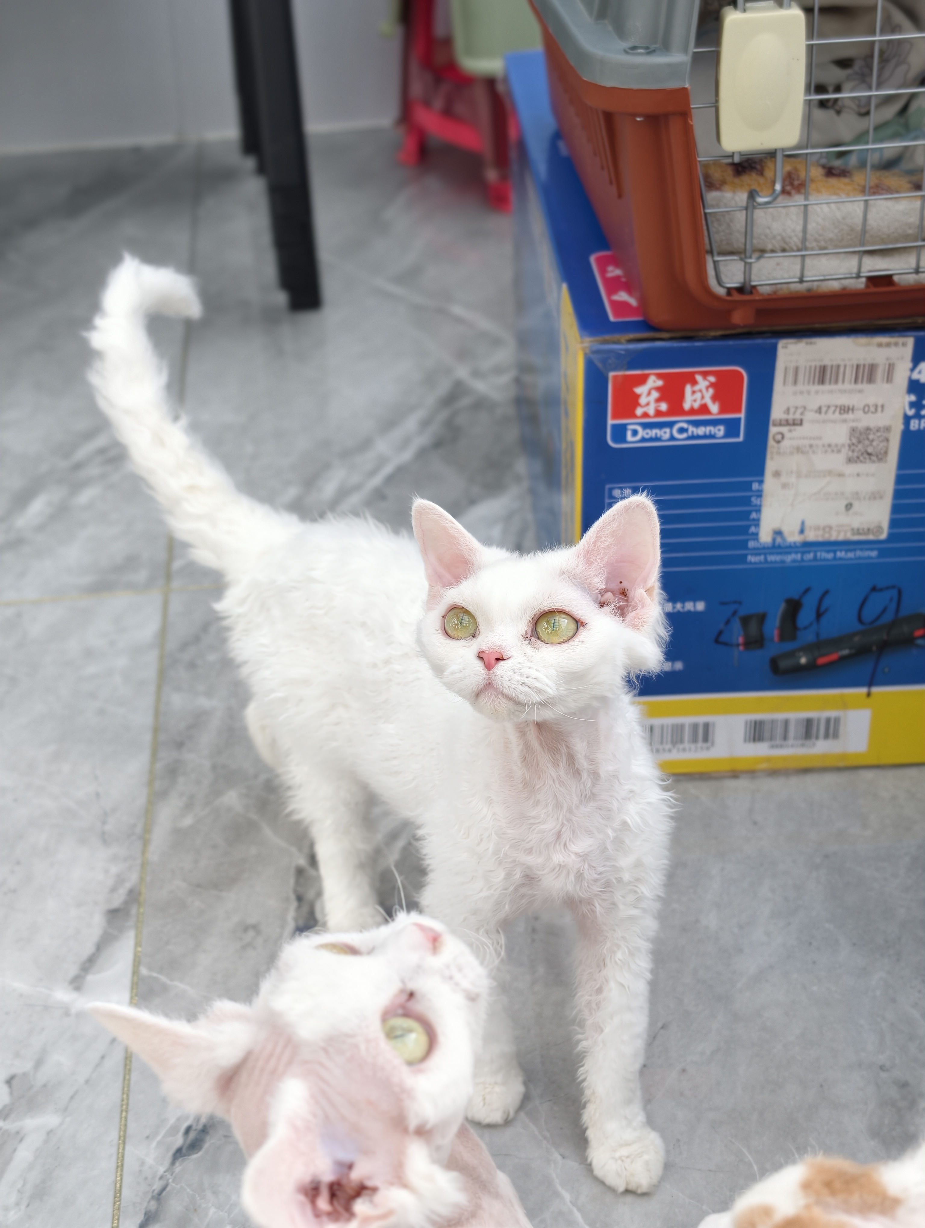 大美丽