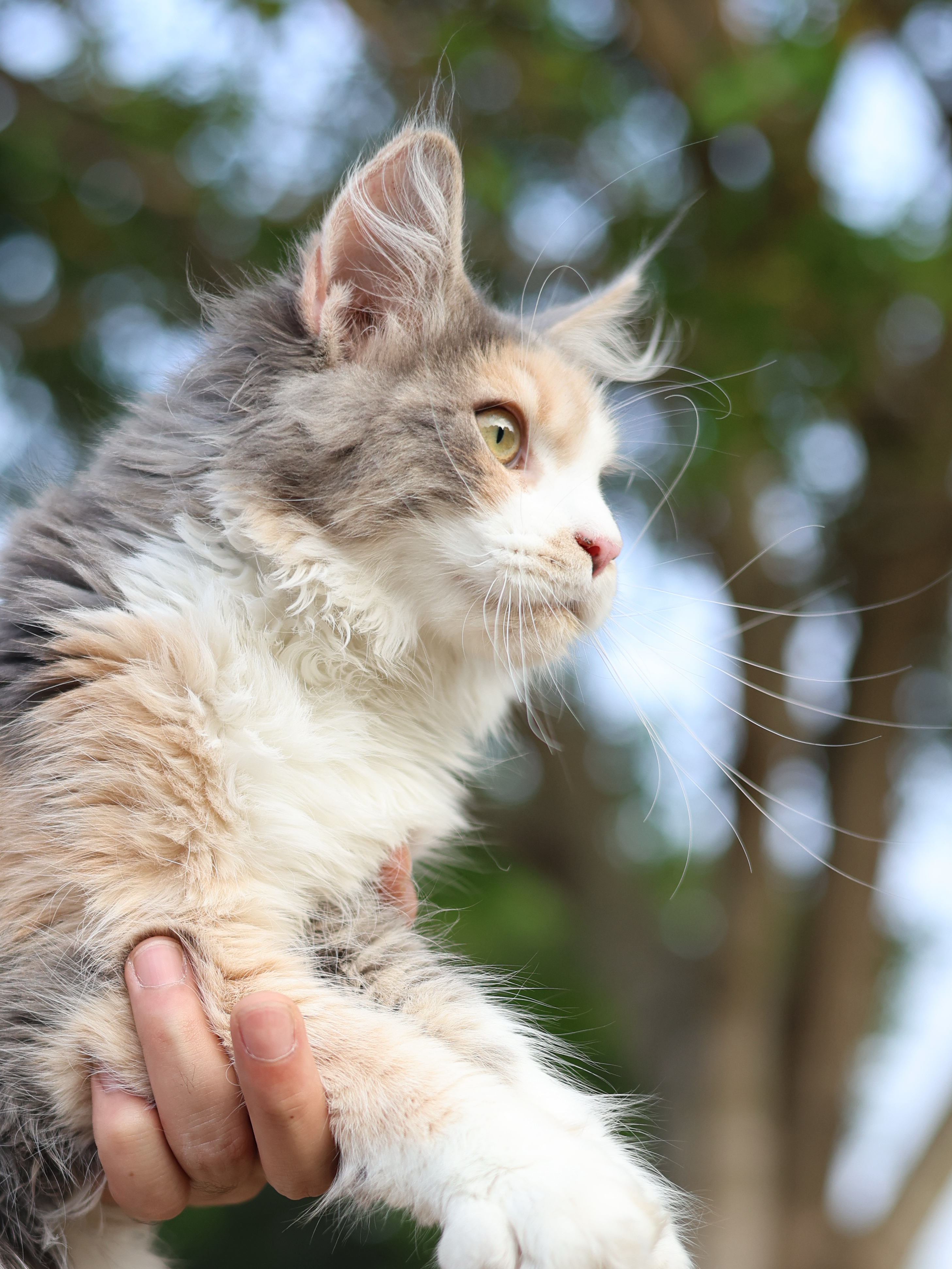 丝贝蓝乳三花妹妹 照片 1