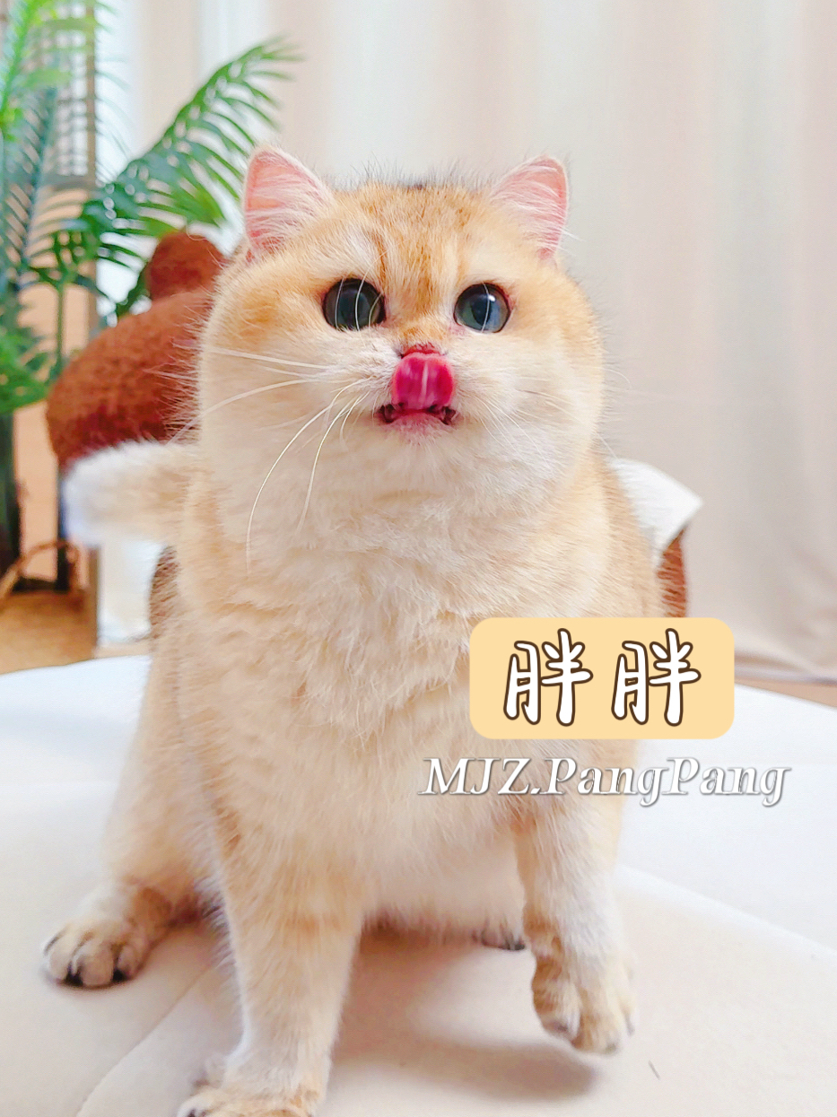 MJZ.PangPang 胖胖
