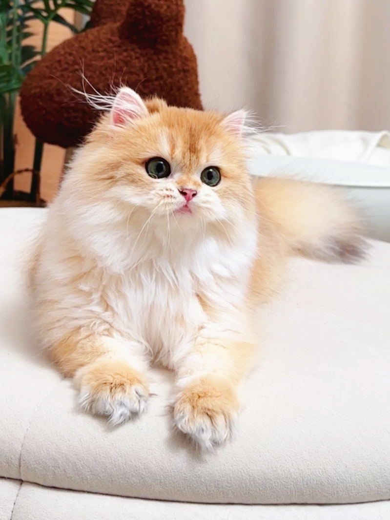 猫觉主金渐层猫舍