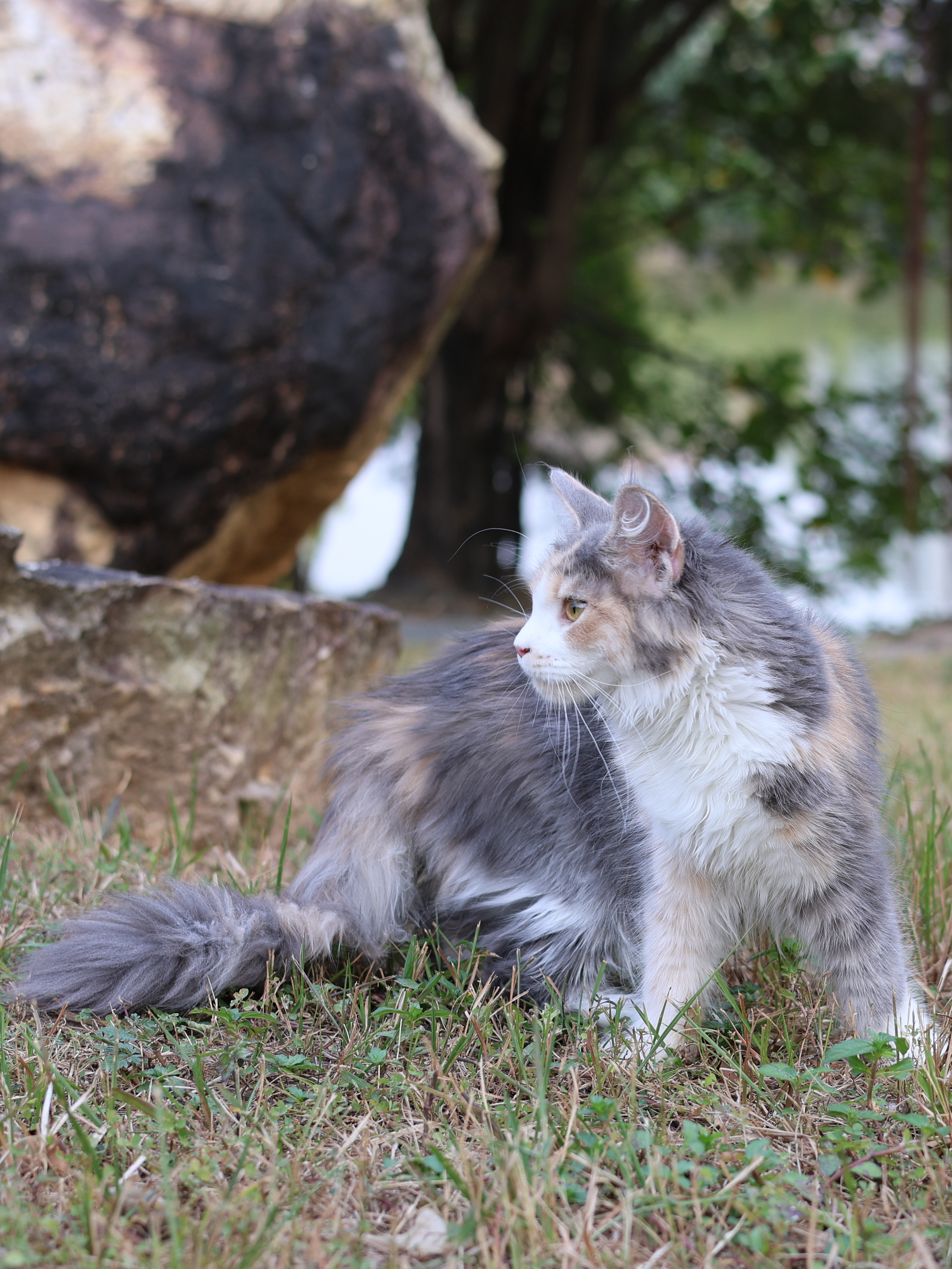 丝贝蓝乳三花妹妹 照片 4