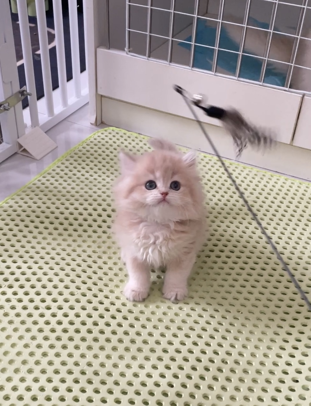 泡芙