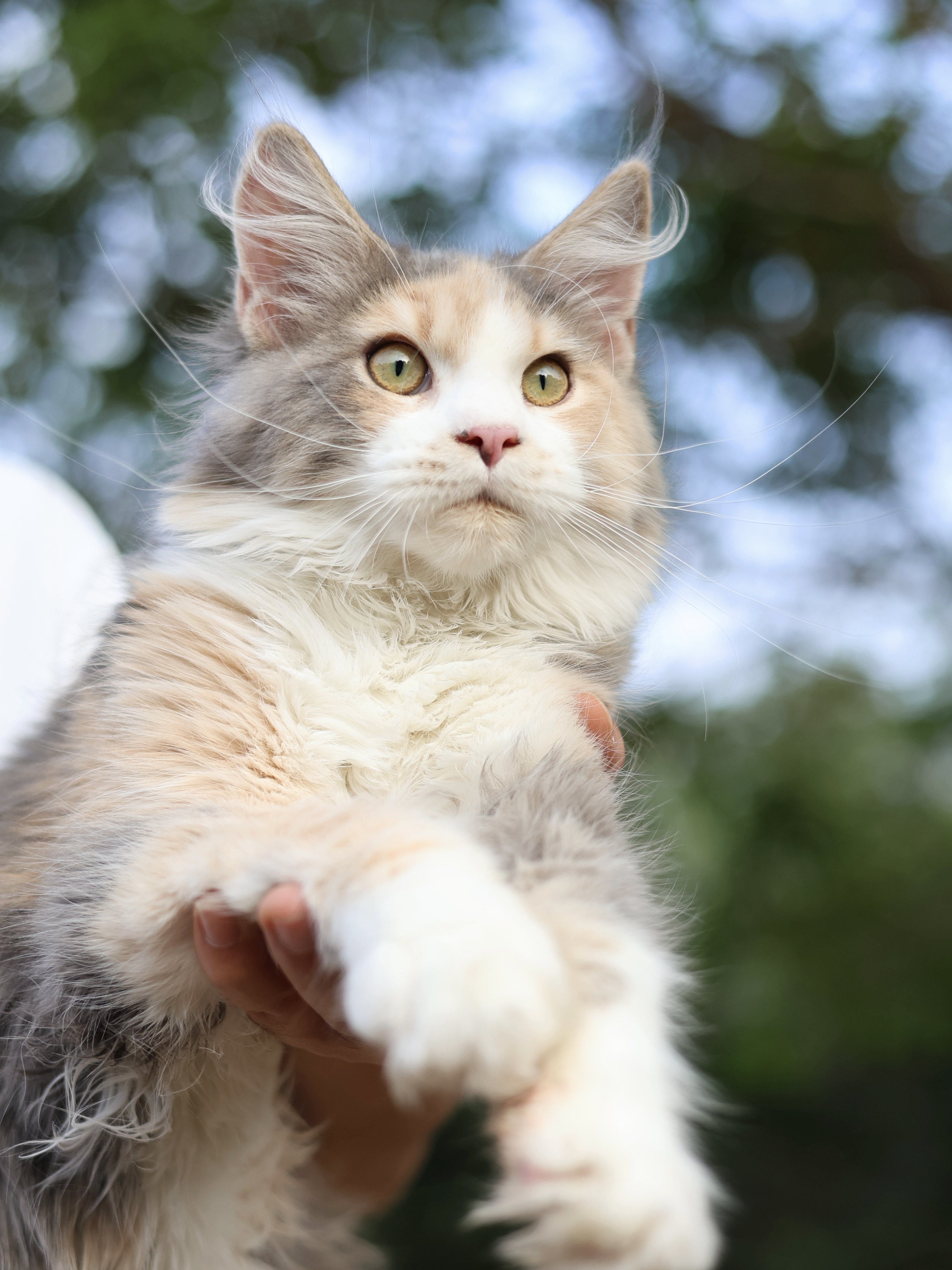 丝贝蓝乳三花妹妹 照片 3