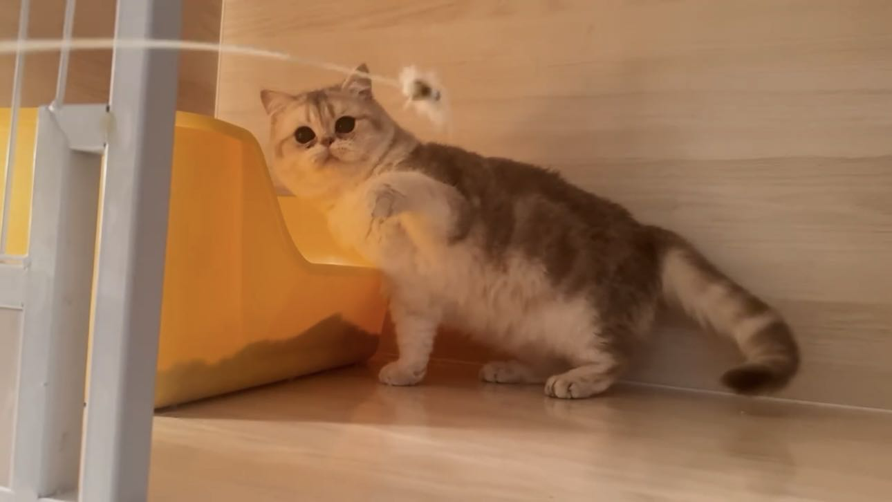 哩哩