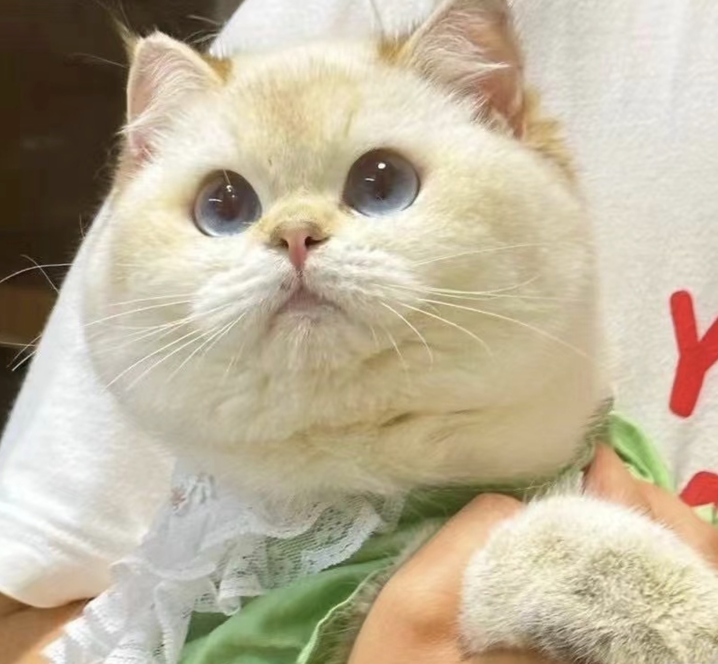 叮叮