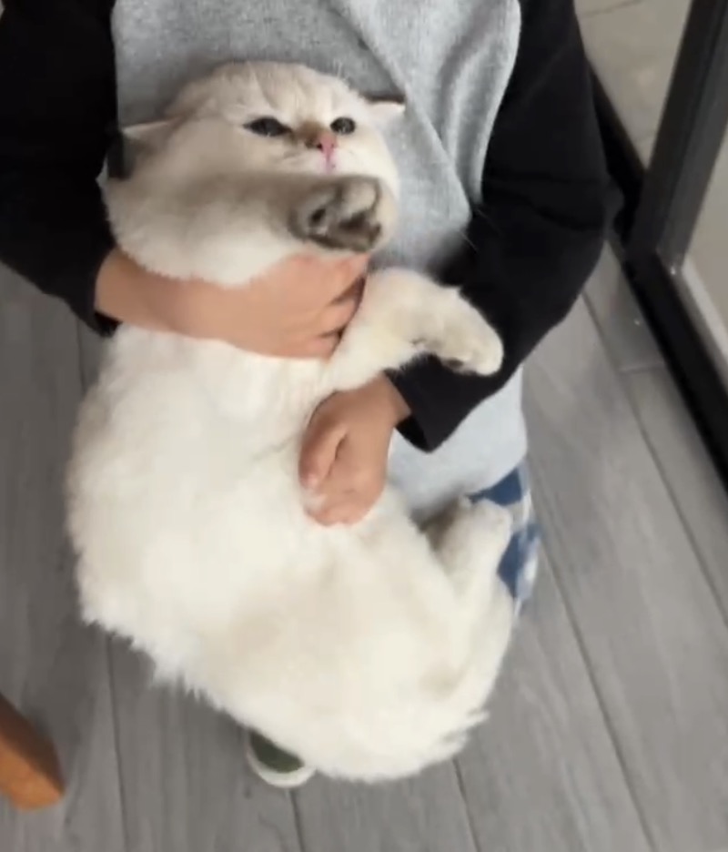 小七