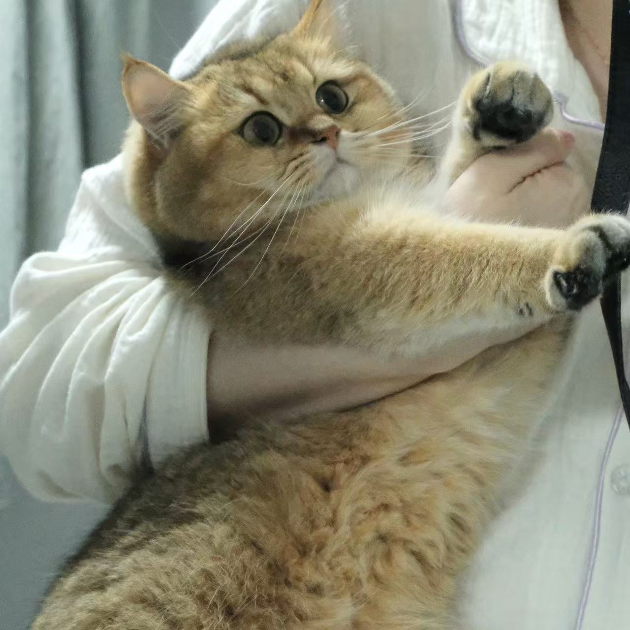 花生